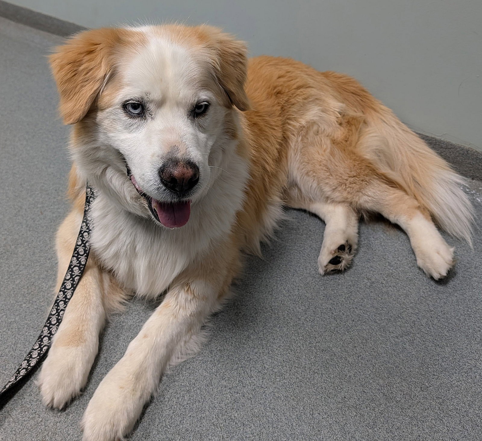 Darwin - Golden Retriever