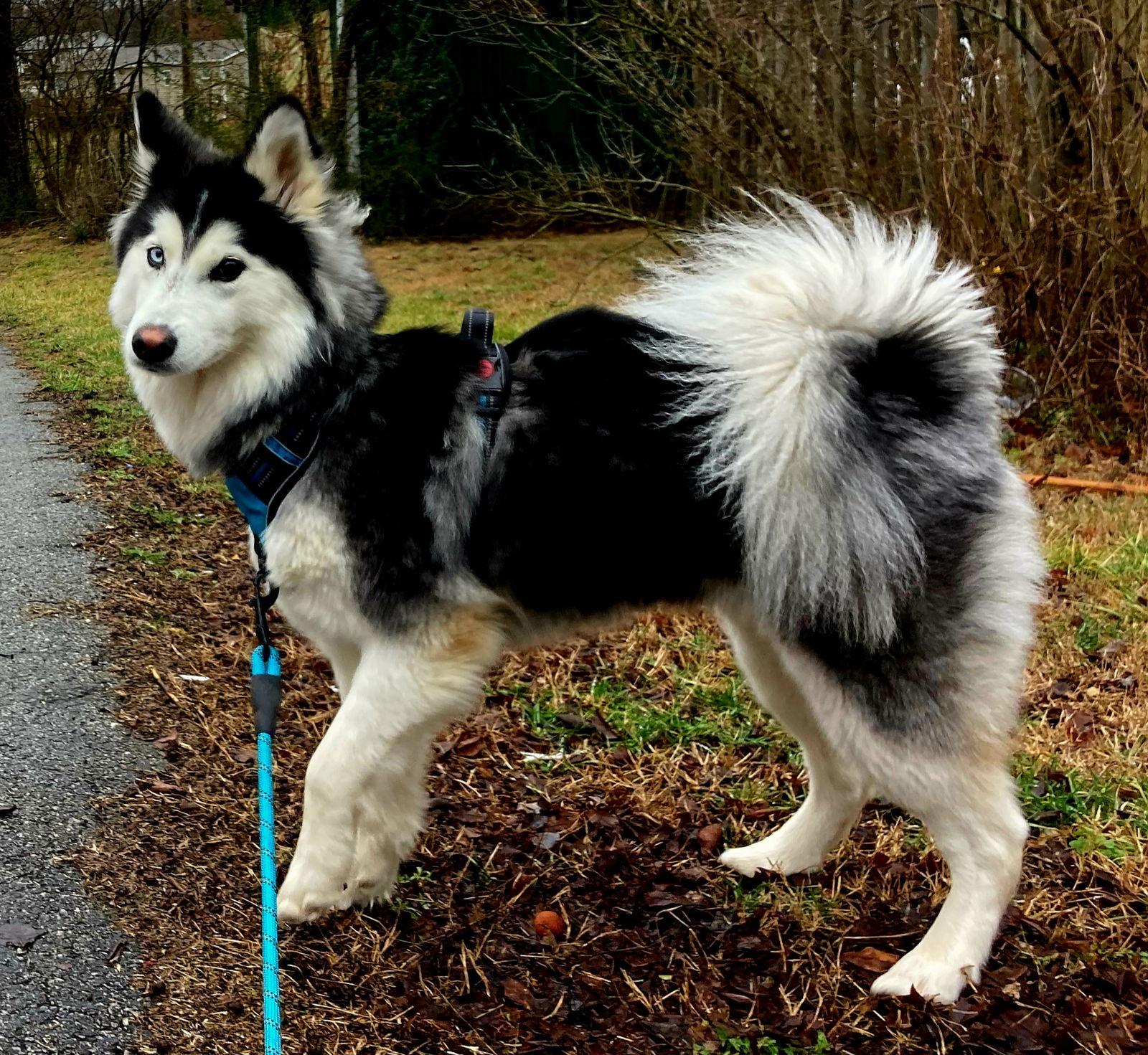 ZEVYA LUVS KIDS - Husky