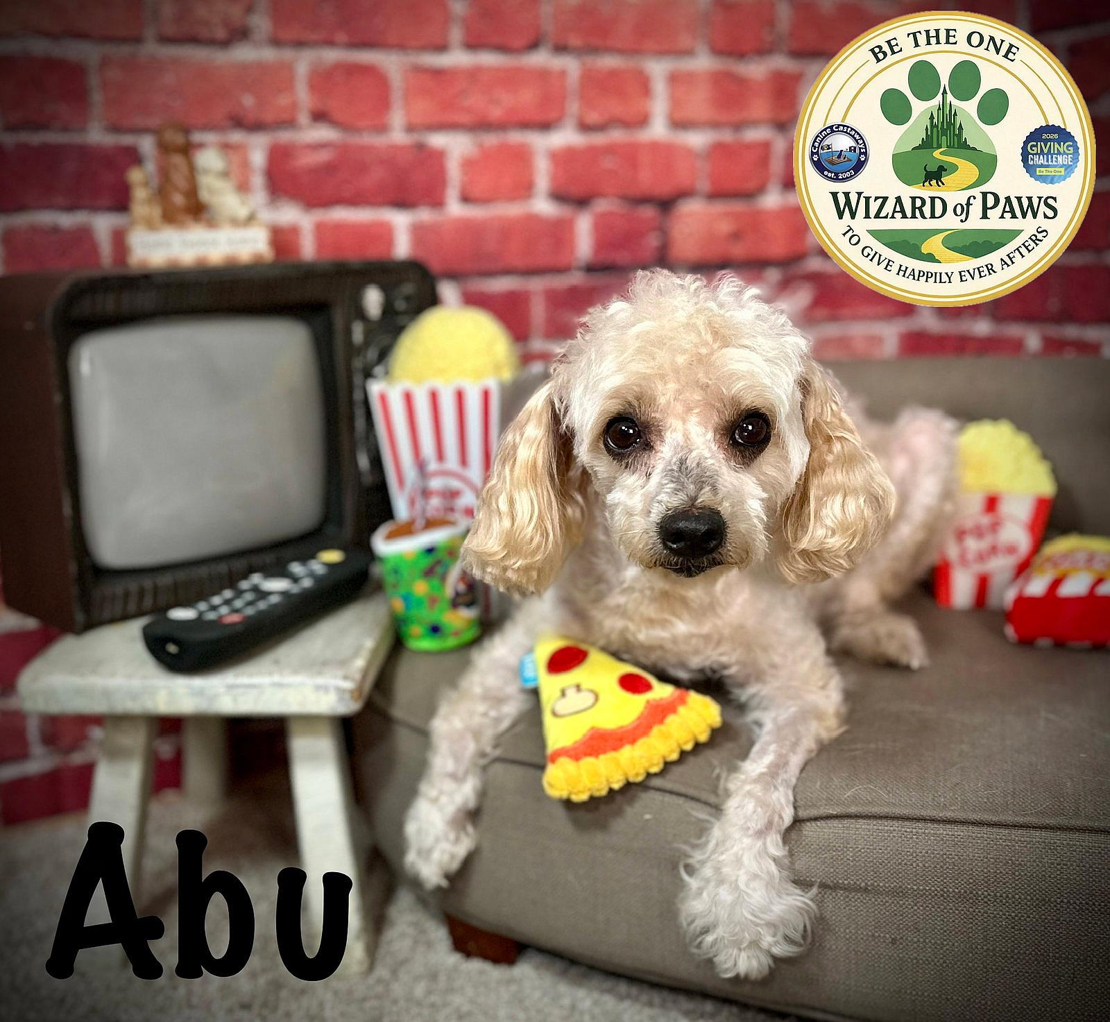 Abu - Poodle (Miniature)