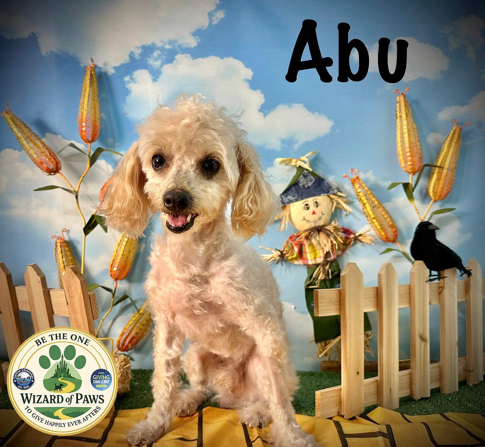 Abu - Poodle (Miniature)