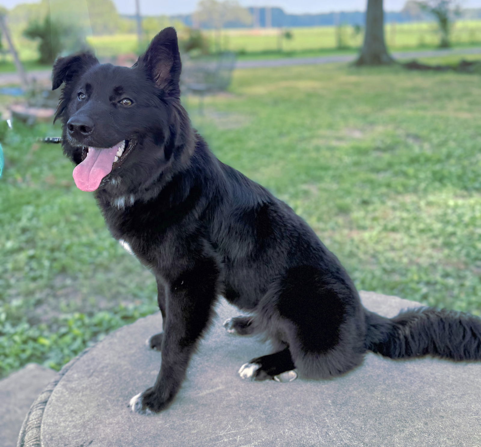 BEAUTIFUL BONNIE - Shepherd