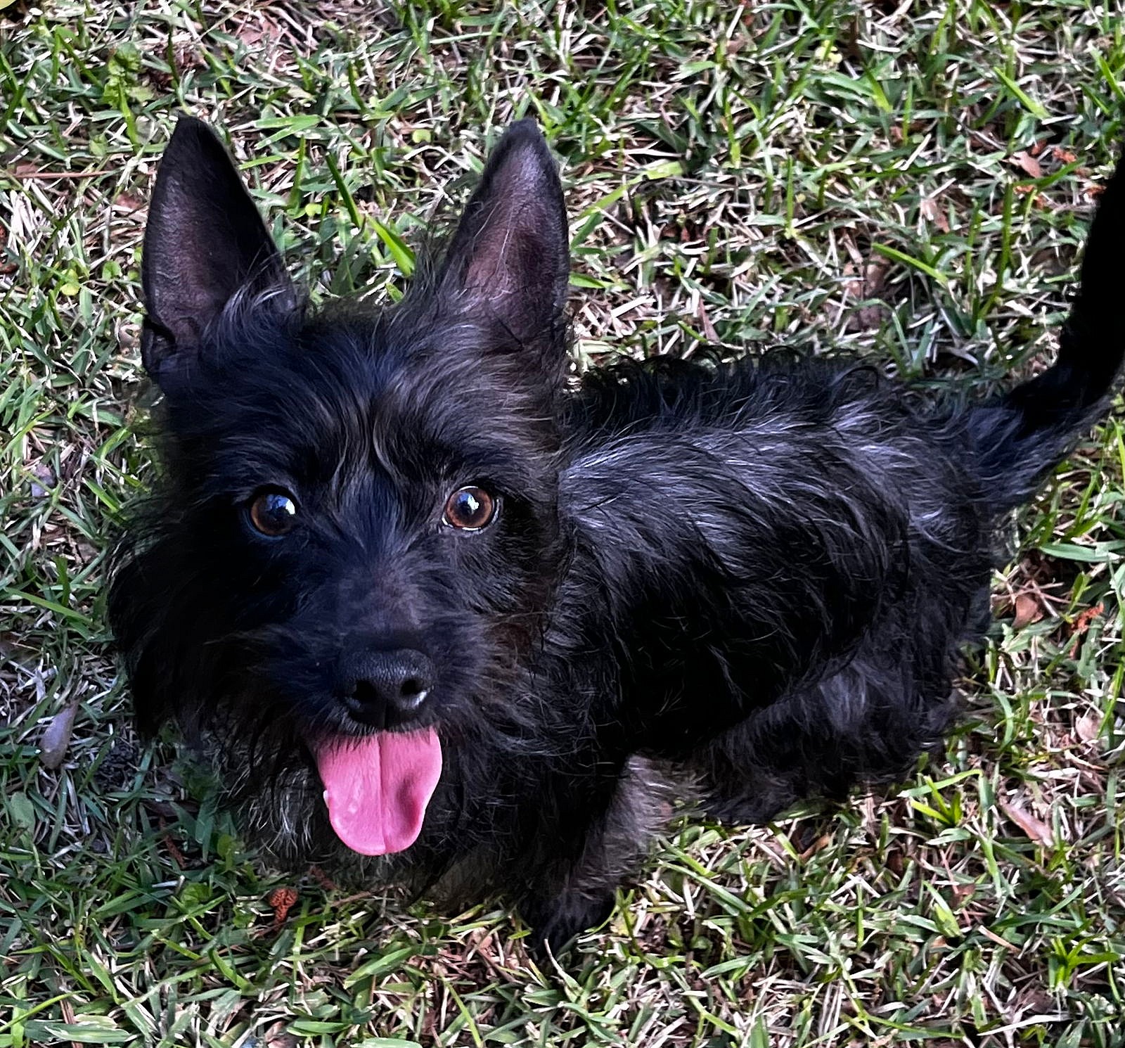 Reynolds - Cairn Terrier
