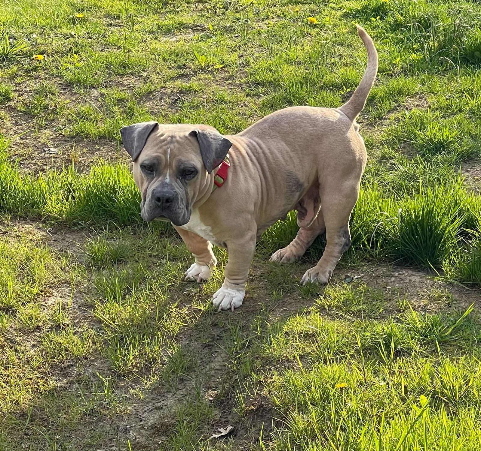 Sammy WAGar - American Staffordshire Terrier