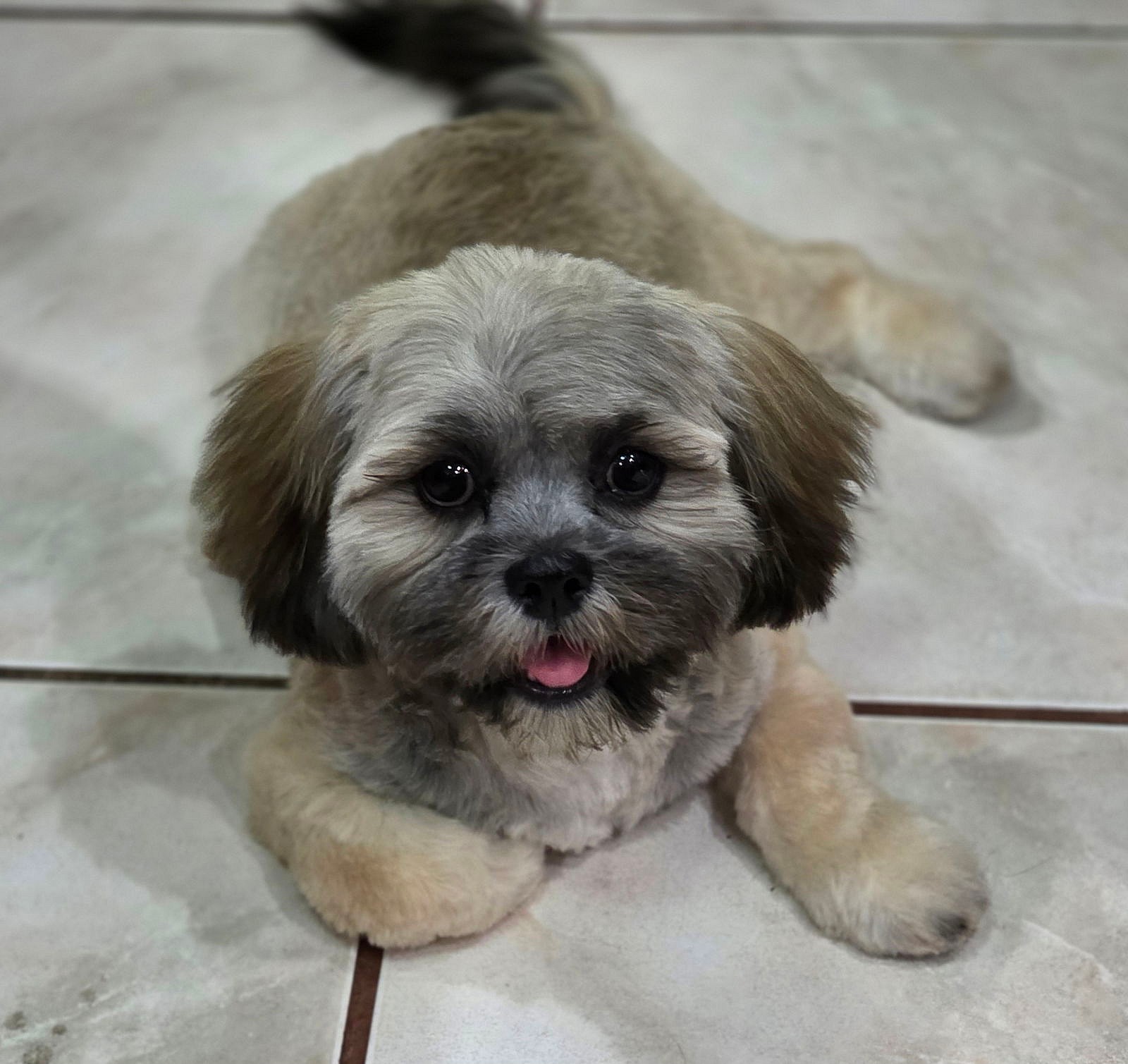 Theodore aka Theo - Lhasa Apso
