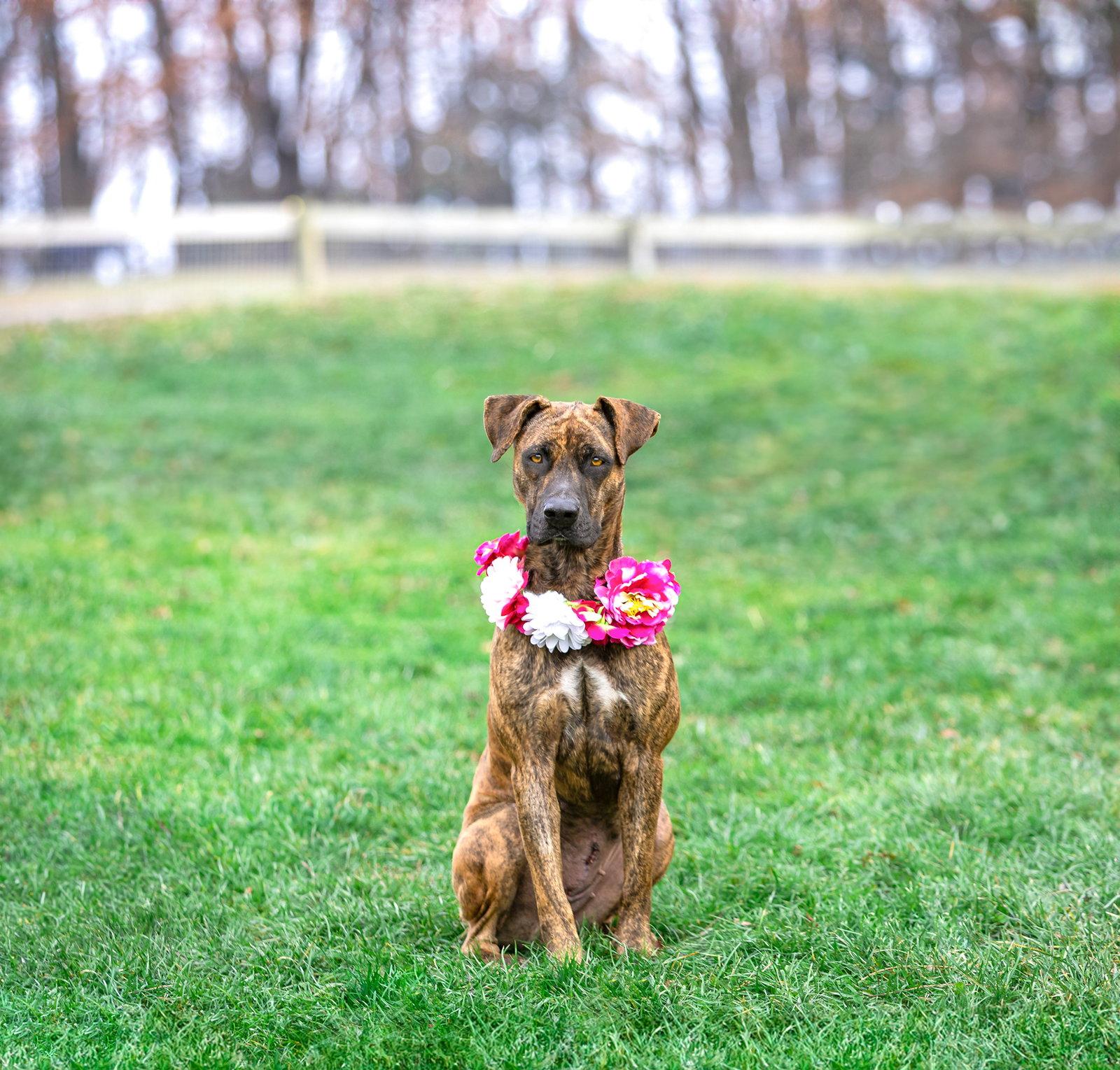 Gemma - Mountain Cur