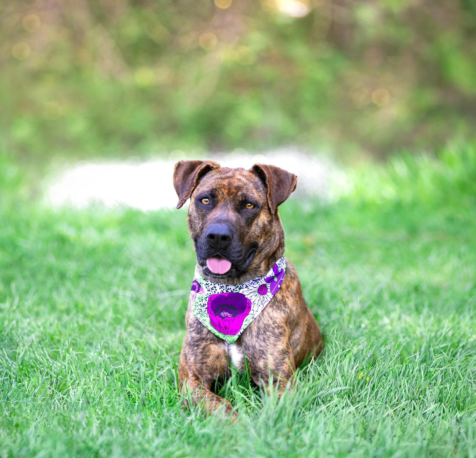 Gemma - Mountain Cur