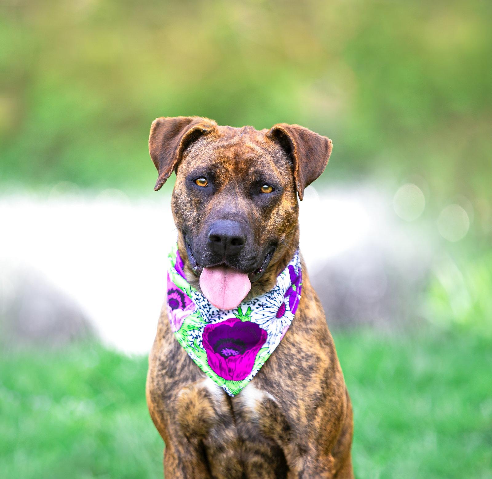Gemma - Mountain Cur