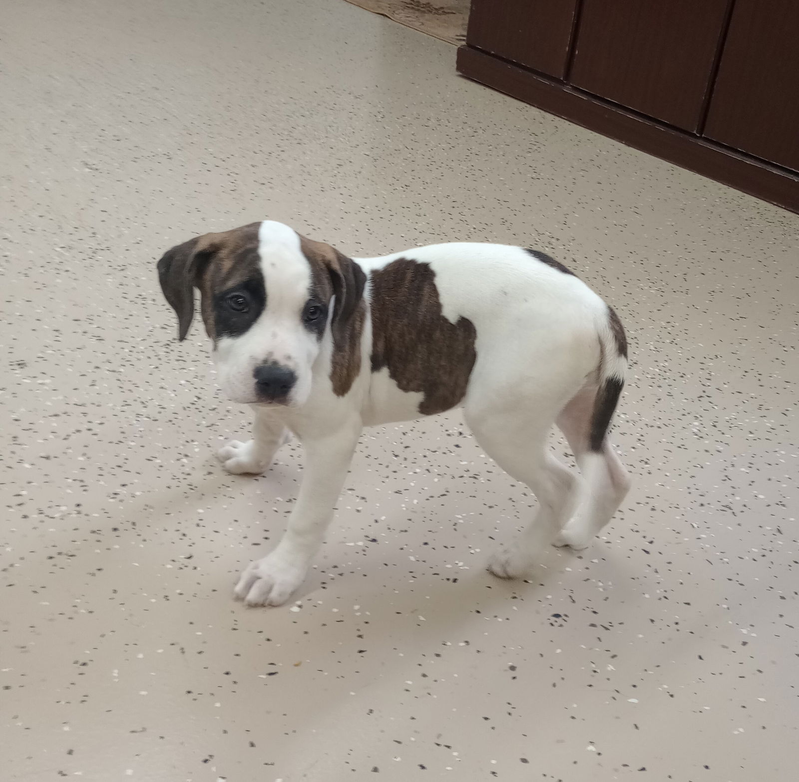 Arwen - Boxer