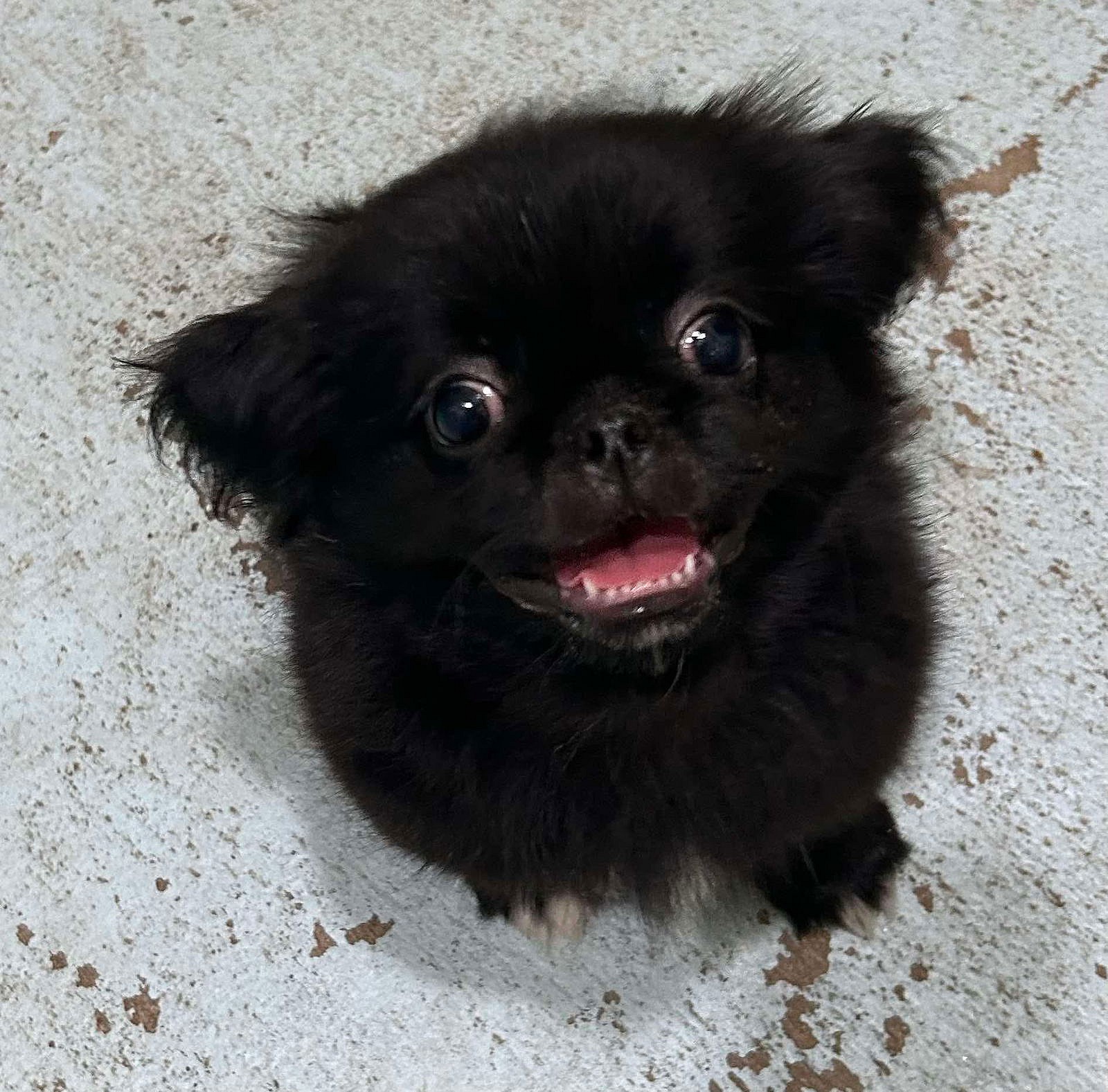 Aries - Peke Puppy(ADOPTION PENDING) - Pekingese