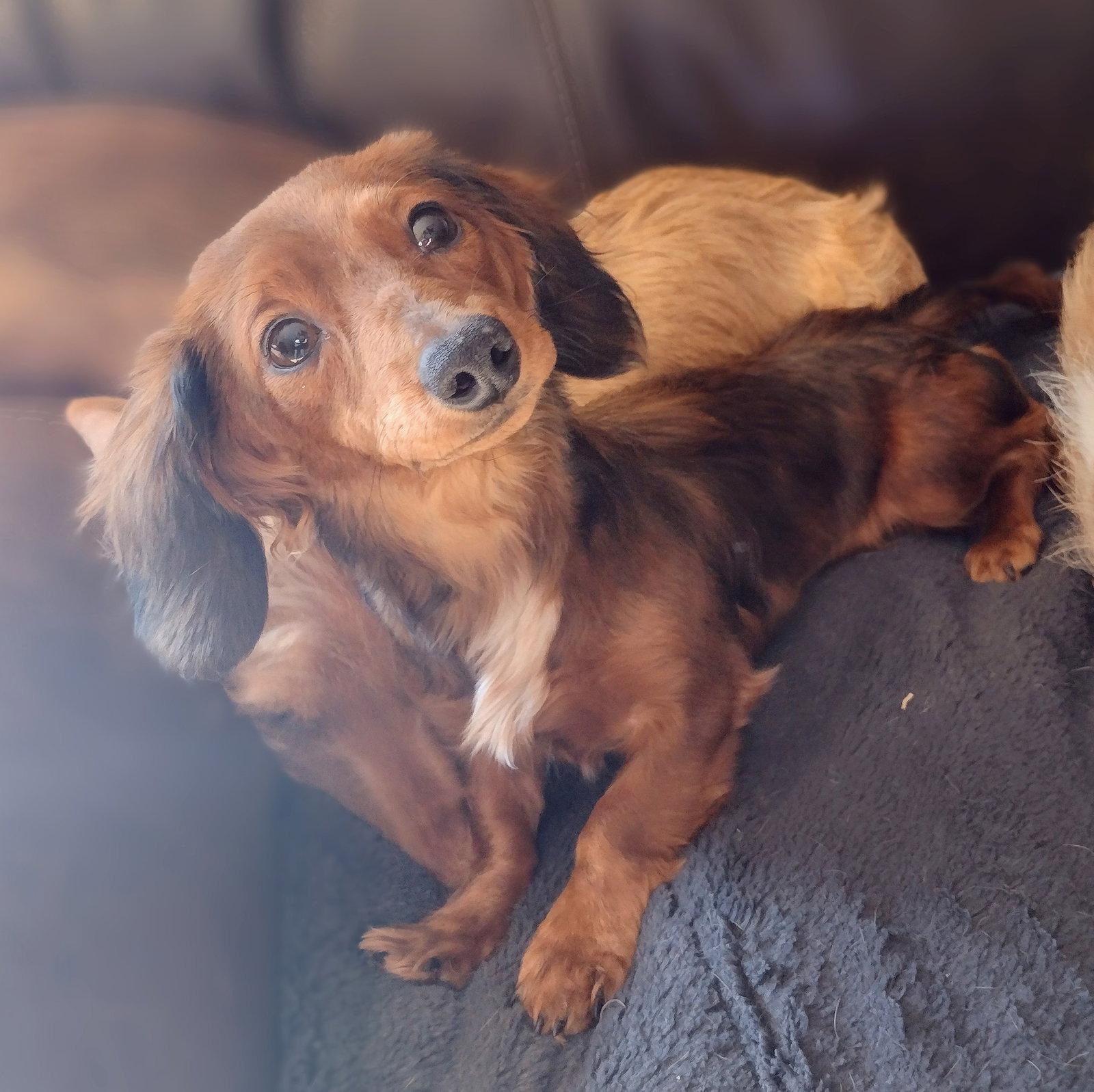Timmy - Dachshund