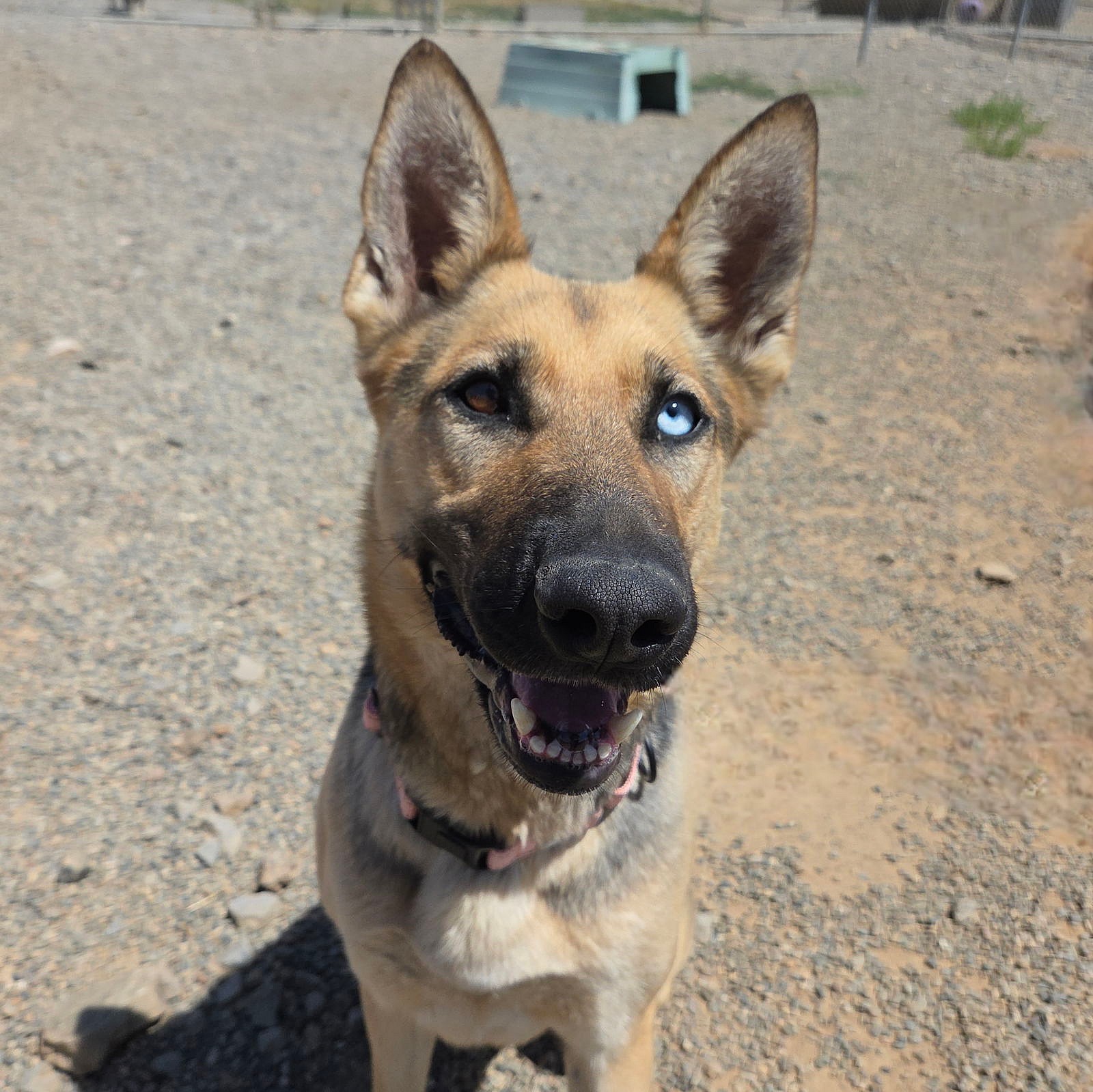 Amka - German Shepherd Dog