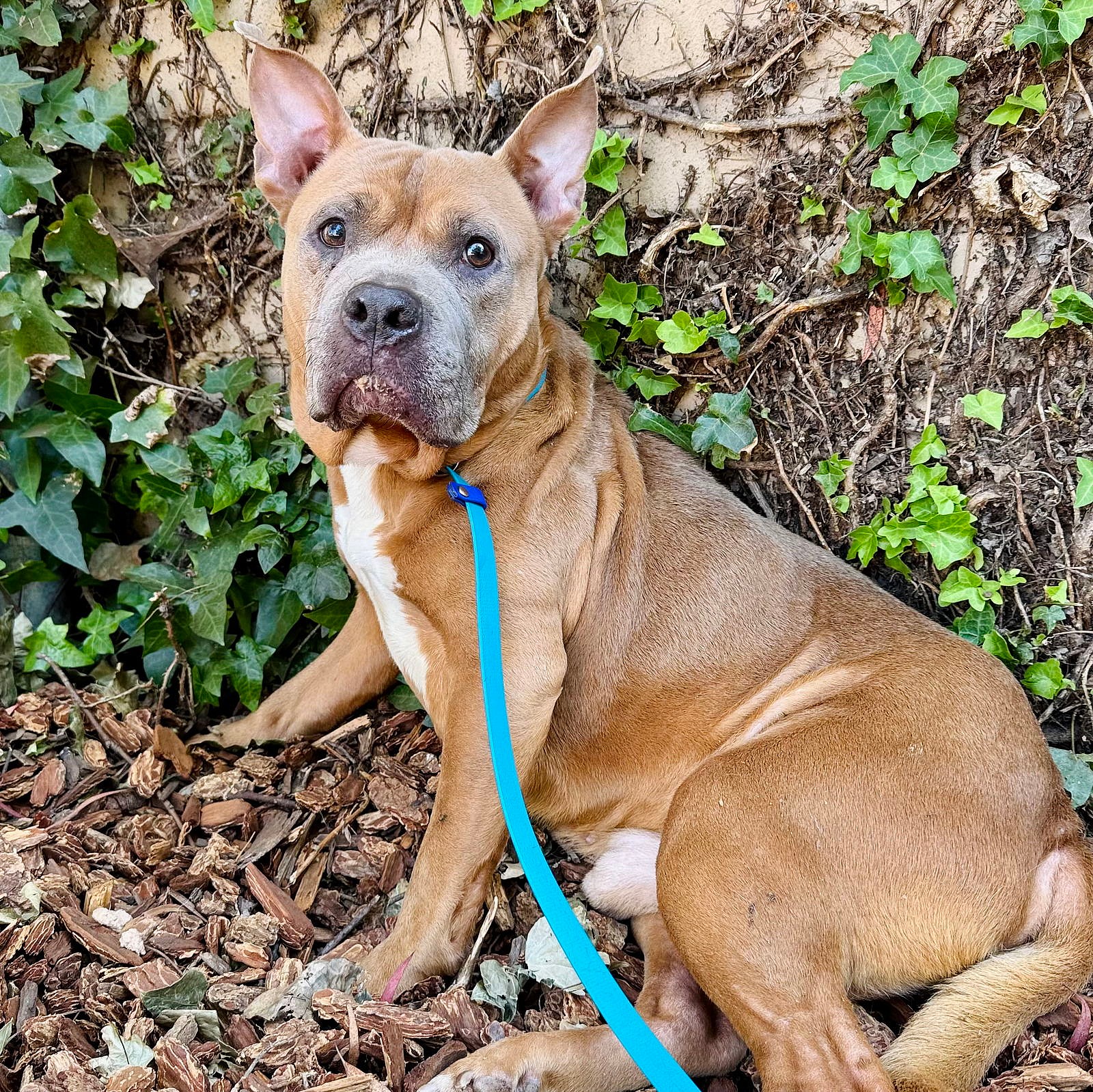 Riley - American Pit Bull Terrier