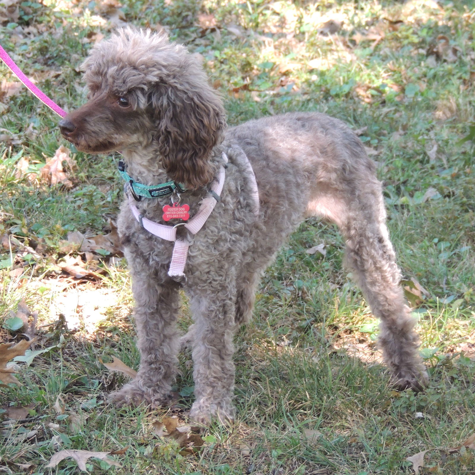 BEAUTIFUL BELLA POO - Poodle (Miniature)