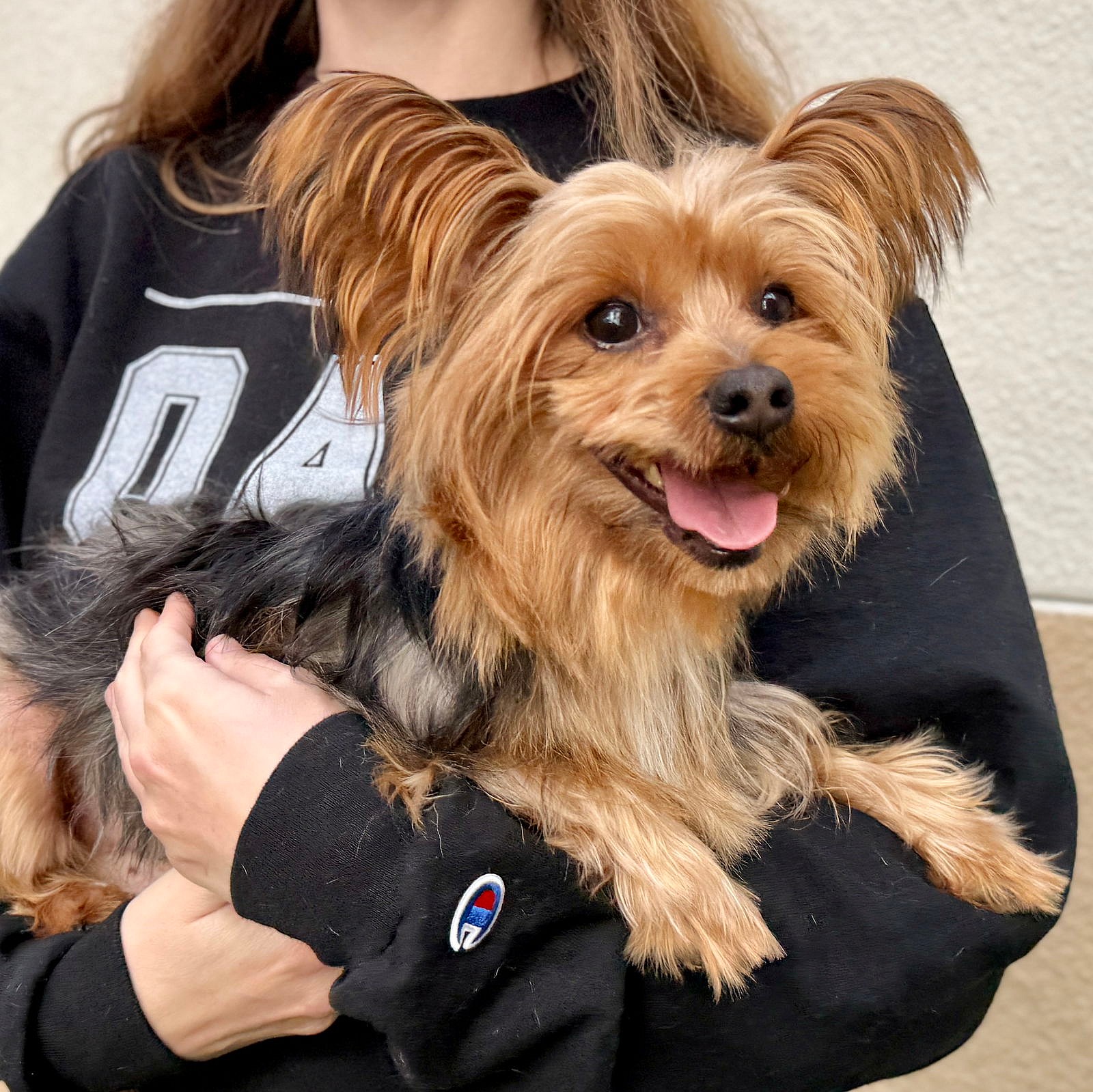 Whirl - Yorkshire Terrier Yorkie