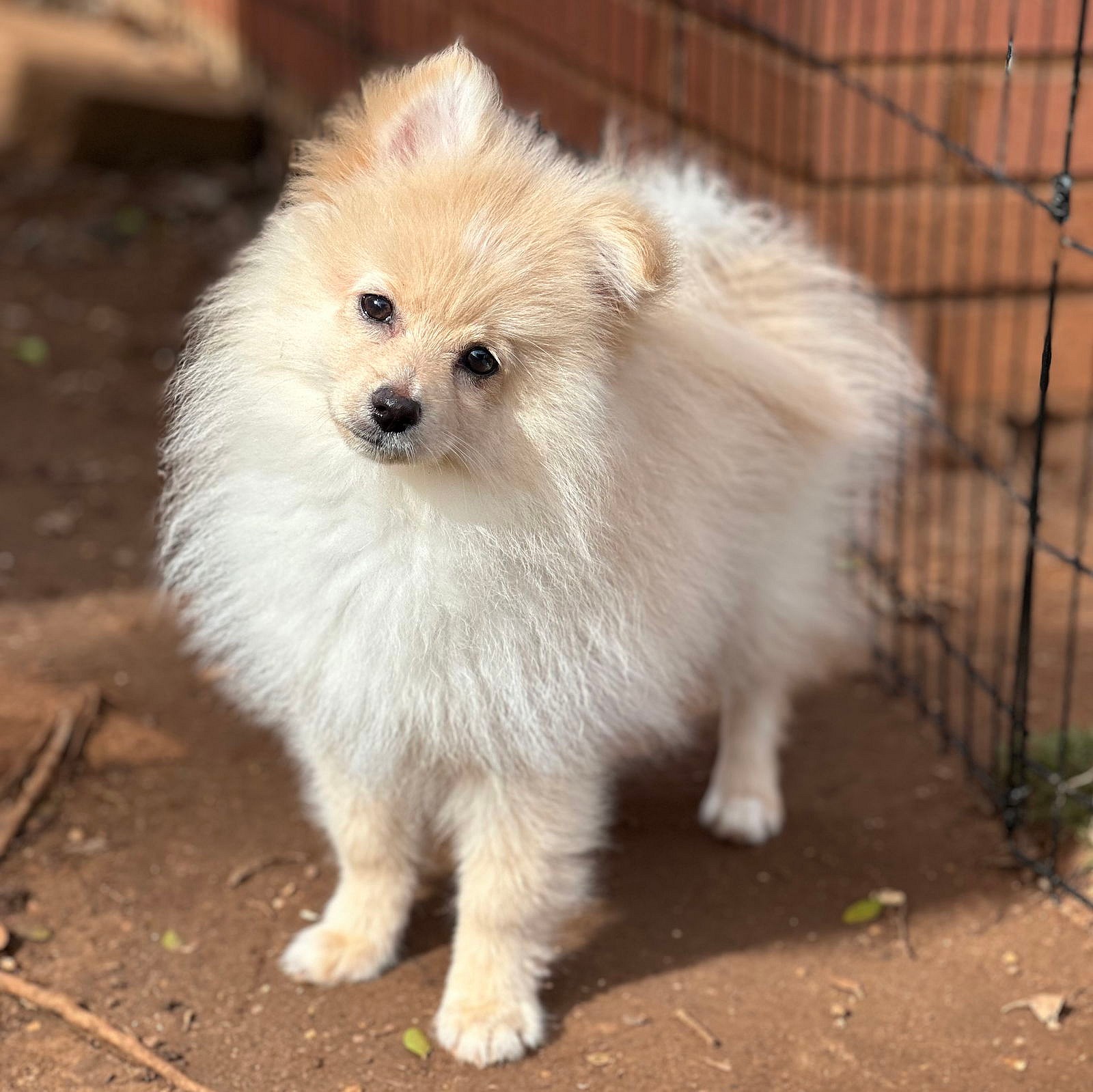Peanut *Head Tilt - Pomeranian