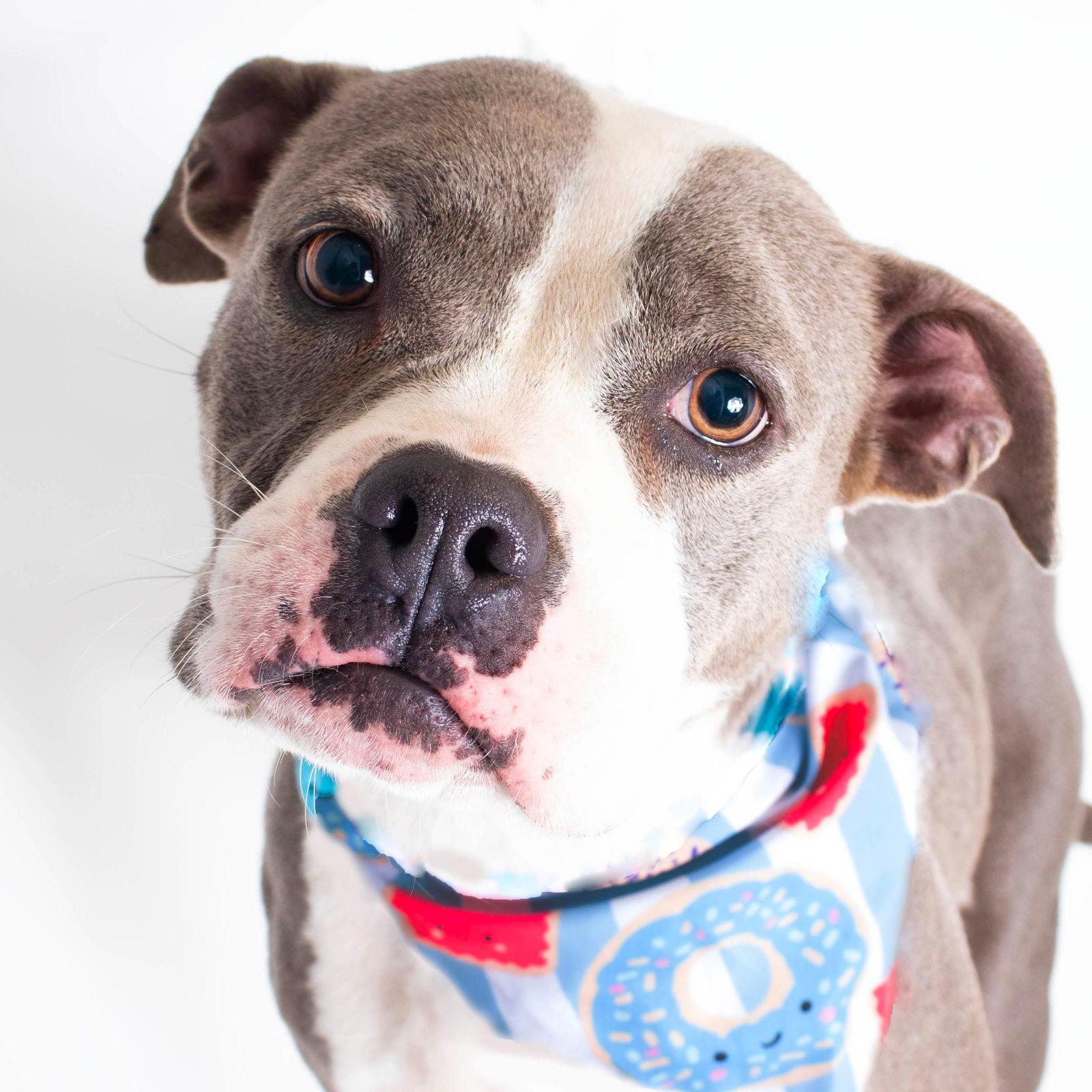 Stella