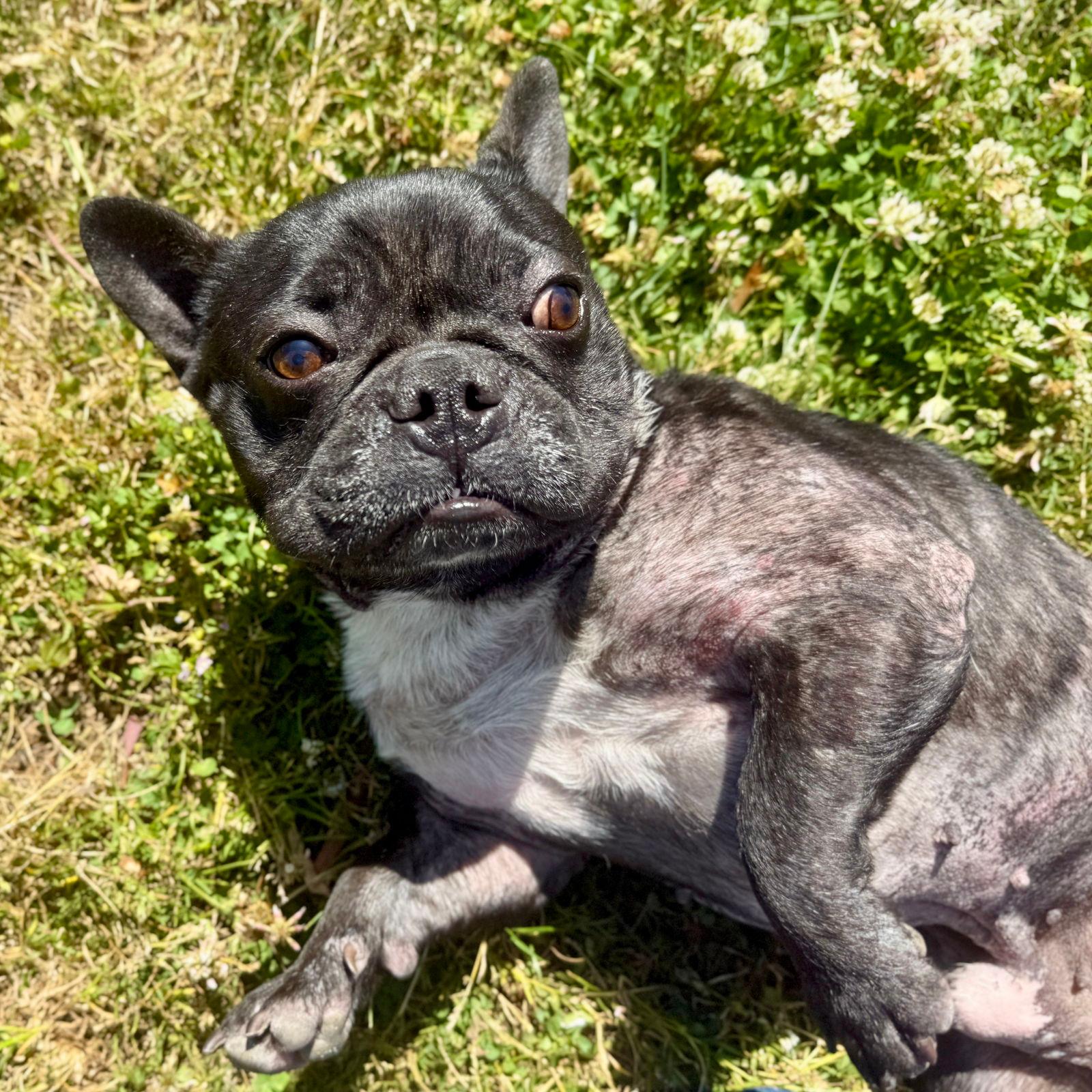 Bently - French Bulldog