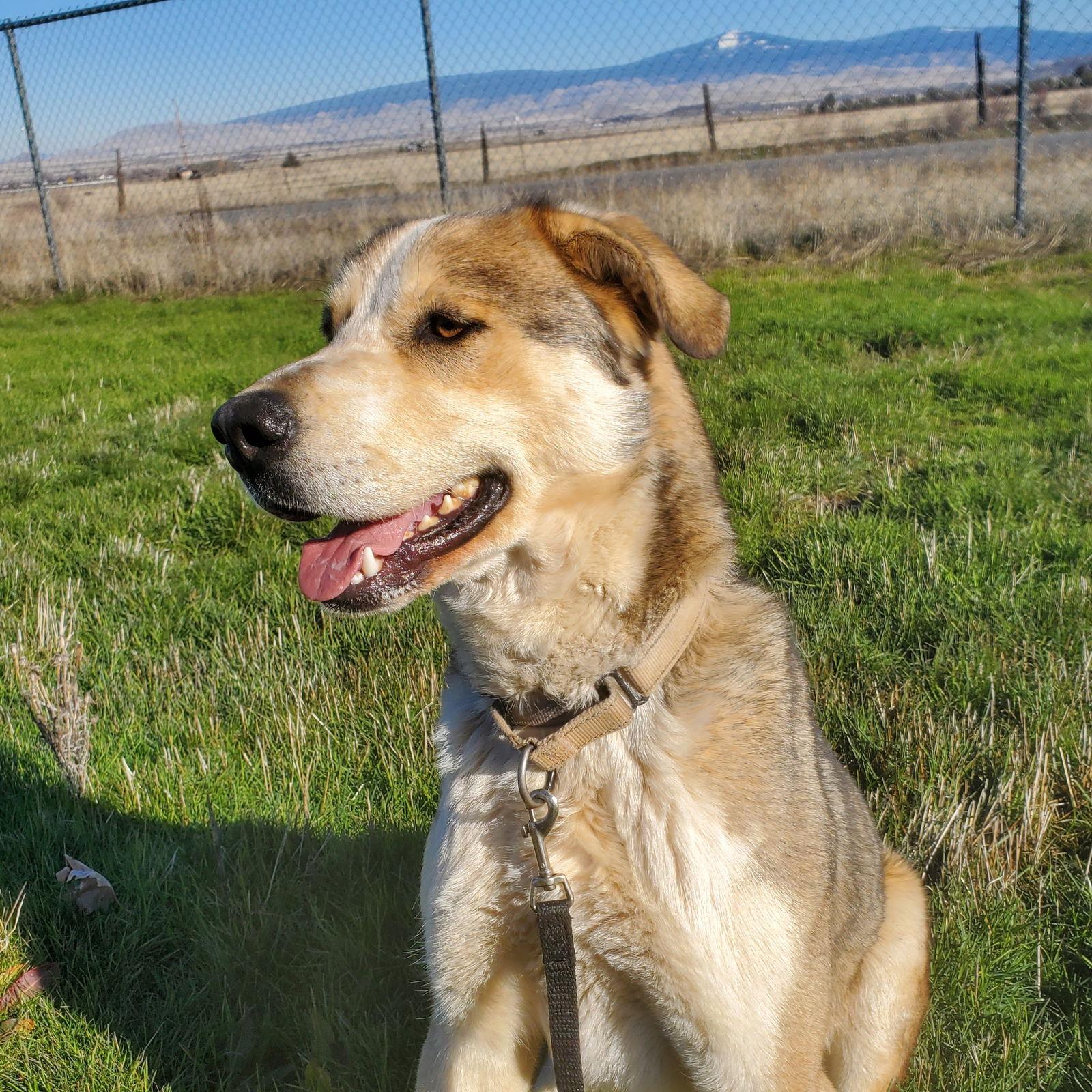 Thimble - Anatolian Shepherd