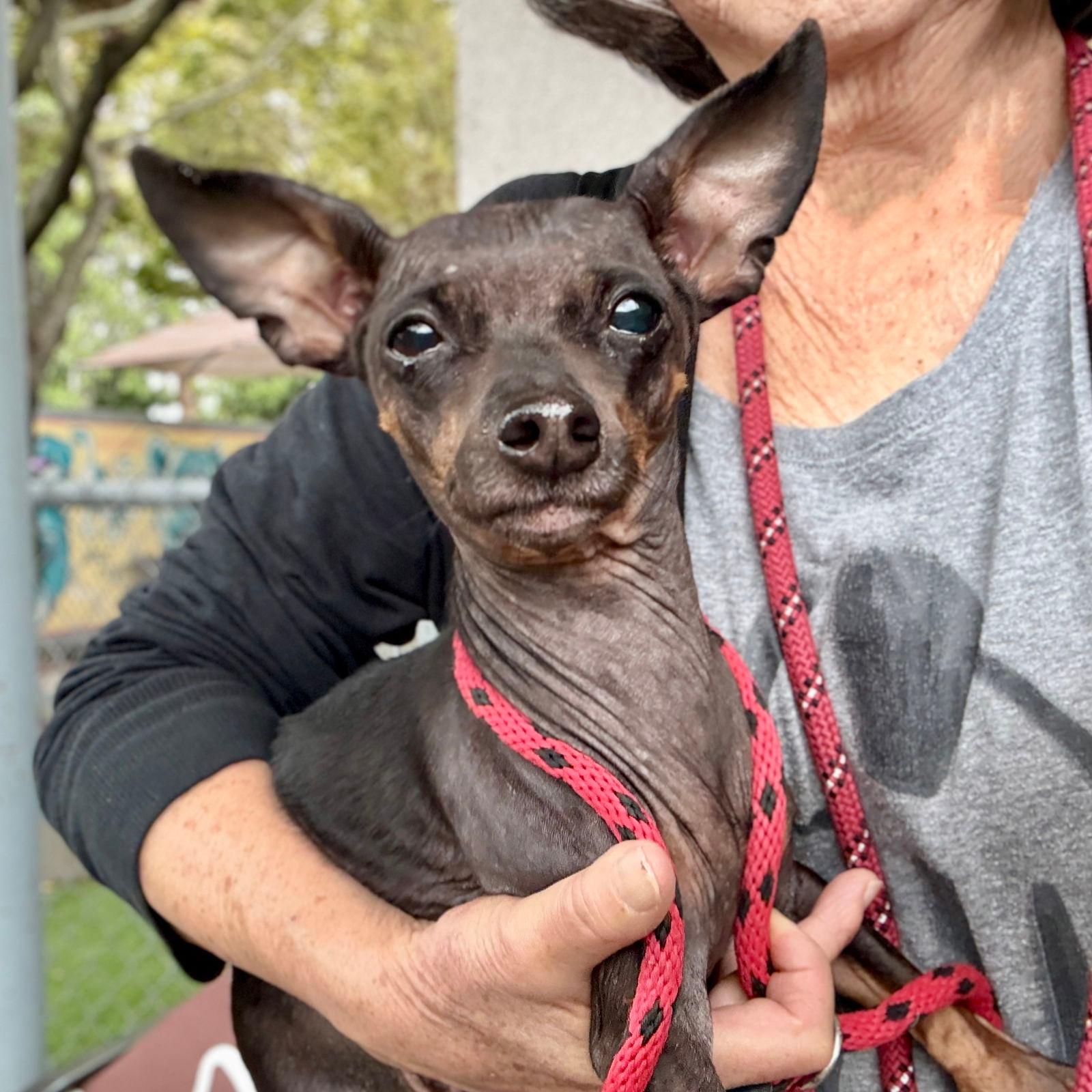 Padme - Chihuahua