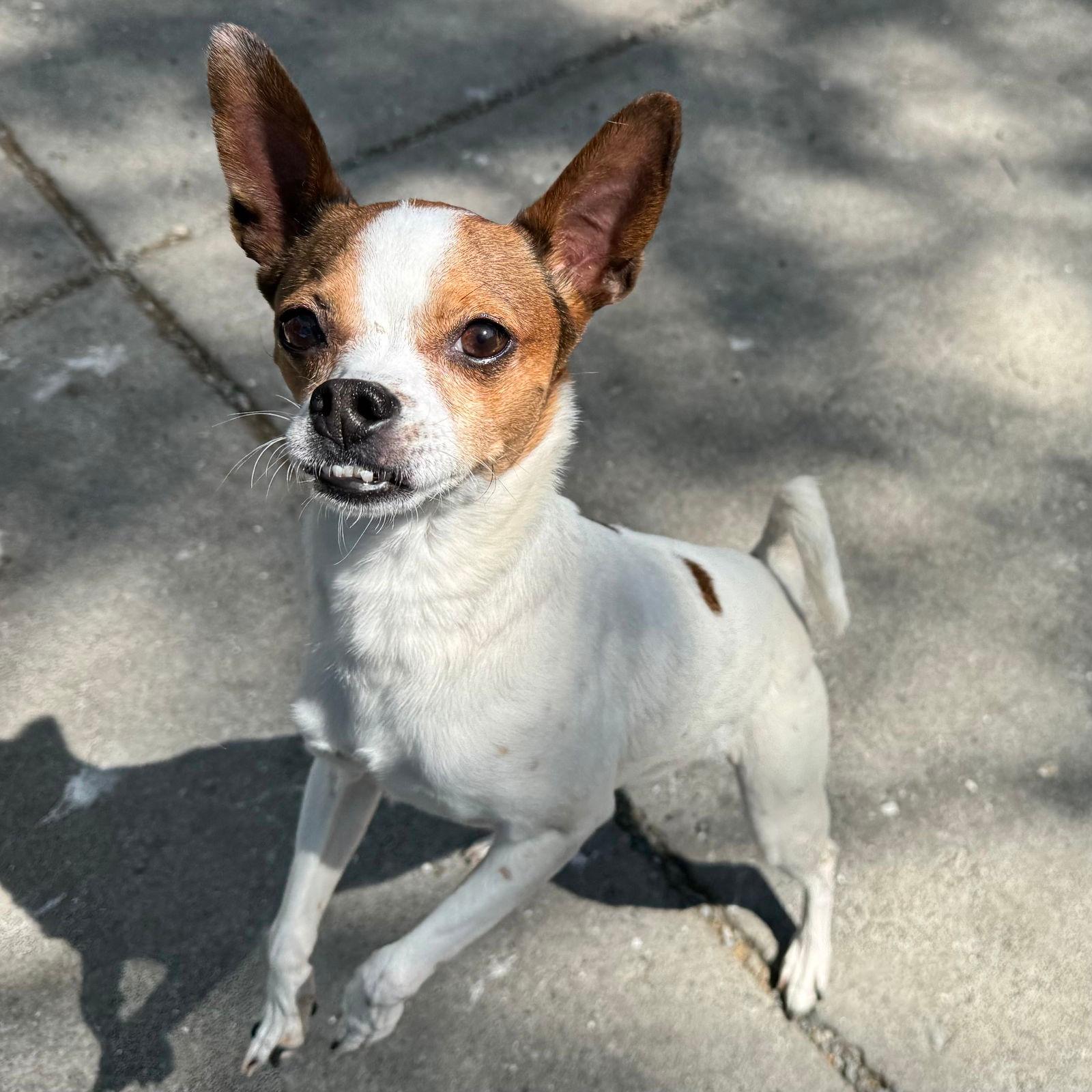 Vesper - Chihuahua