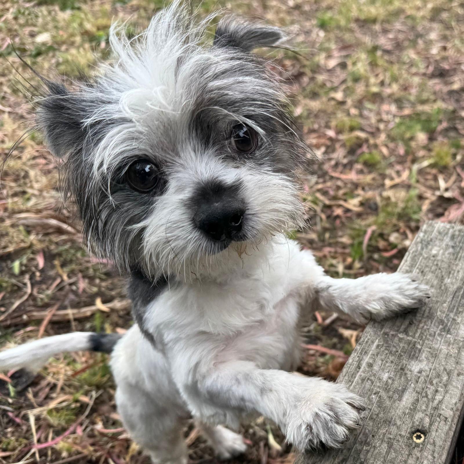 Roscoe - Terrier