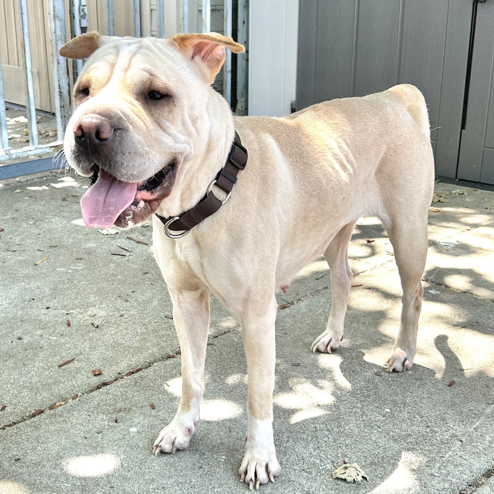 Marie - Chinese Shar-Pei