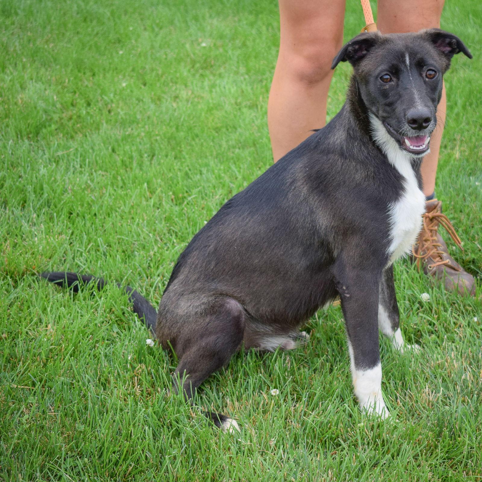 Bianco - Border Collie