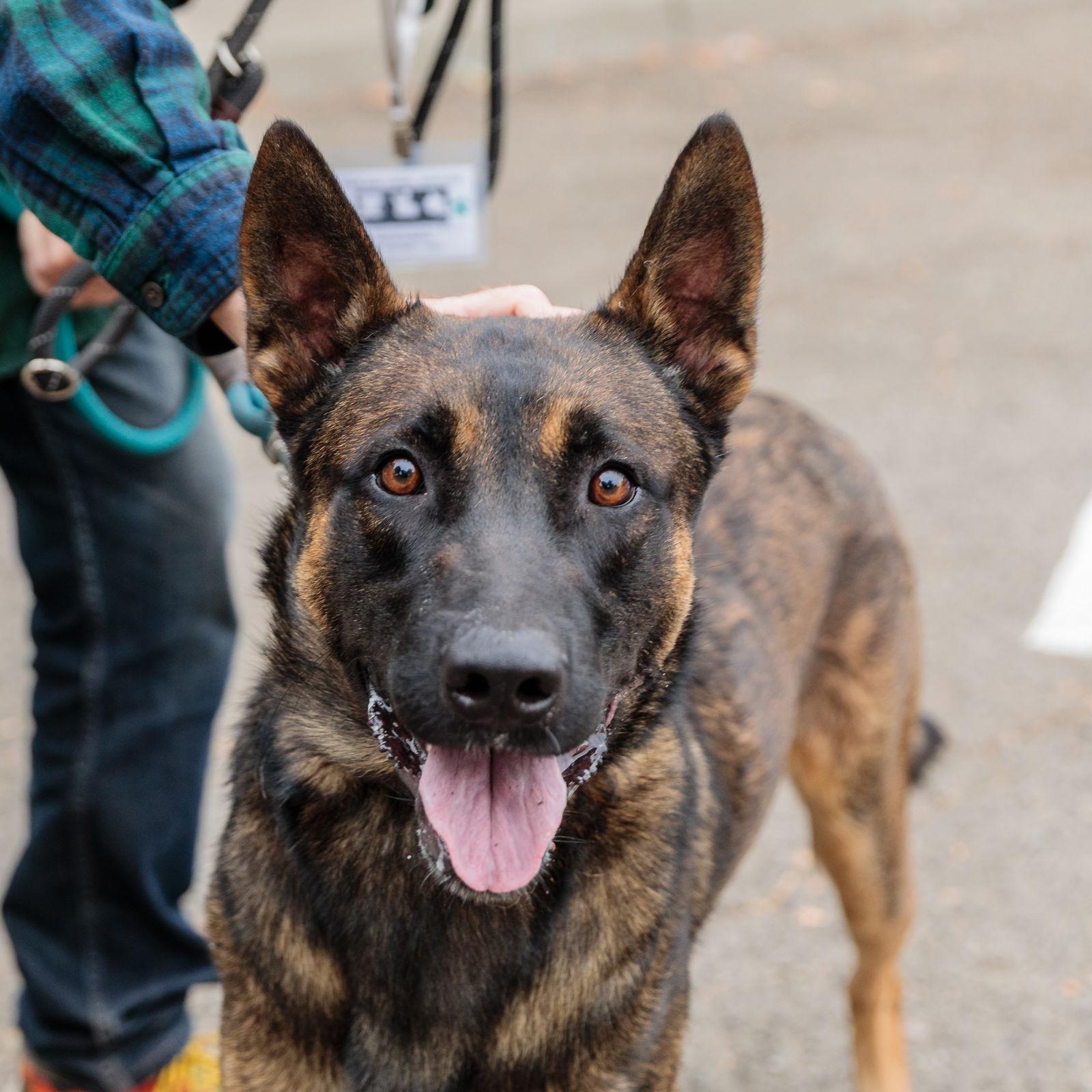 Kion - Belgian Shepherd Malinois