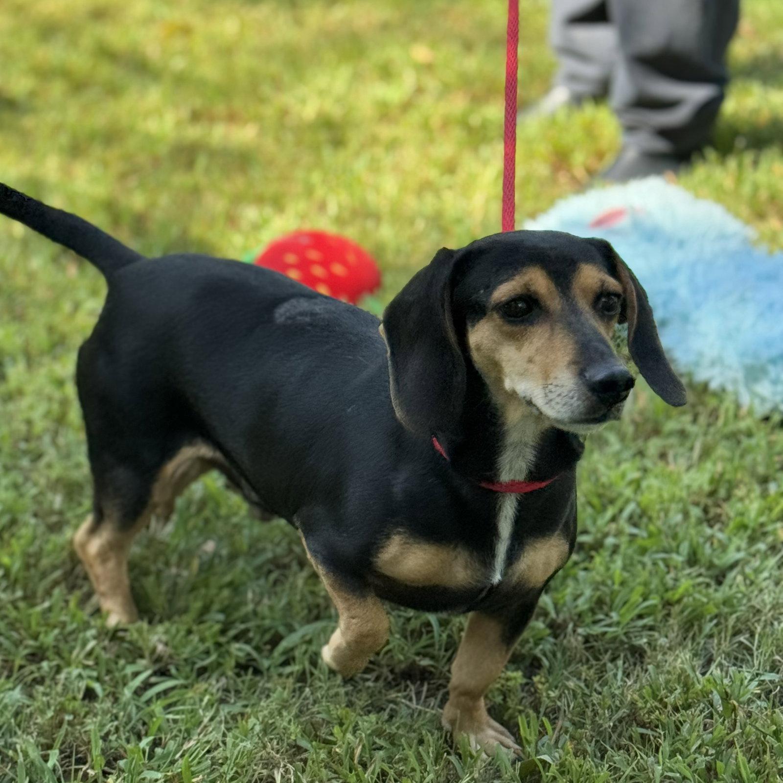HOMER AND MARGE - Beagle
