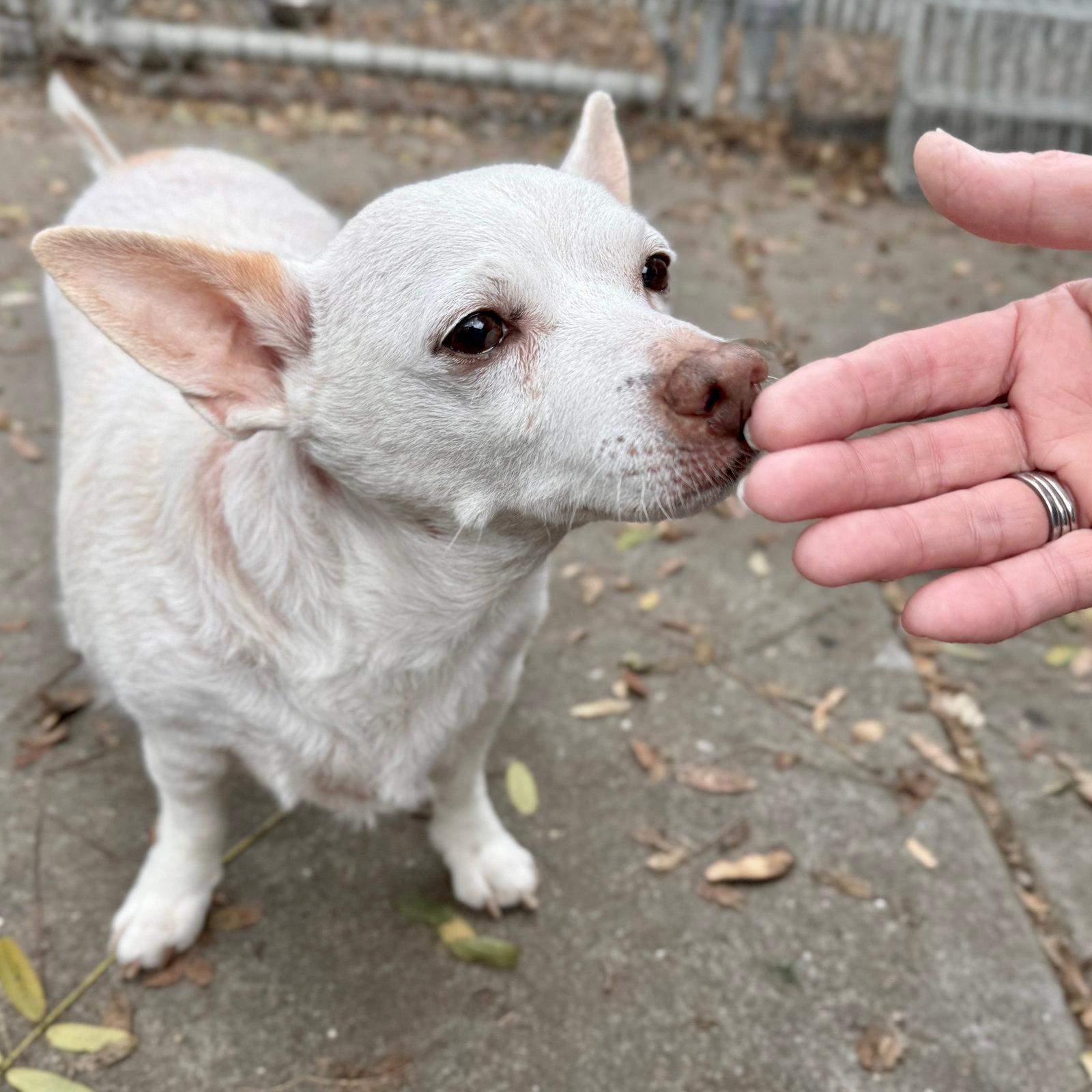 Jetson - Chihuahua