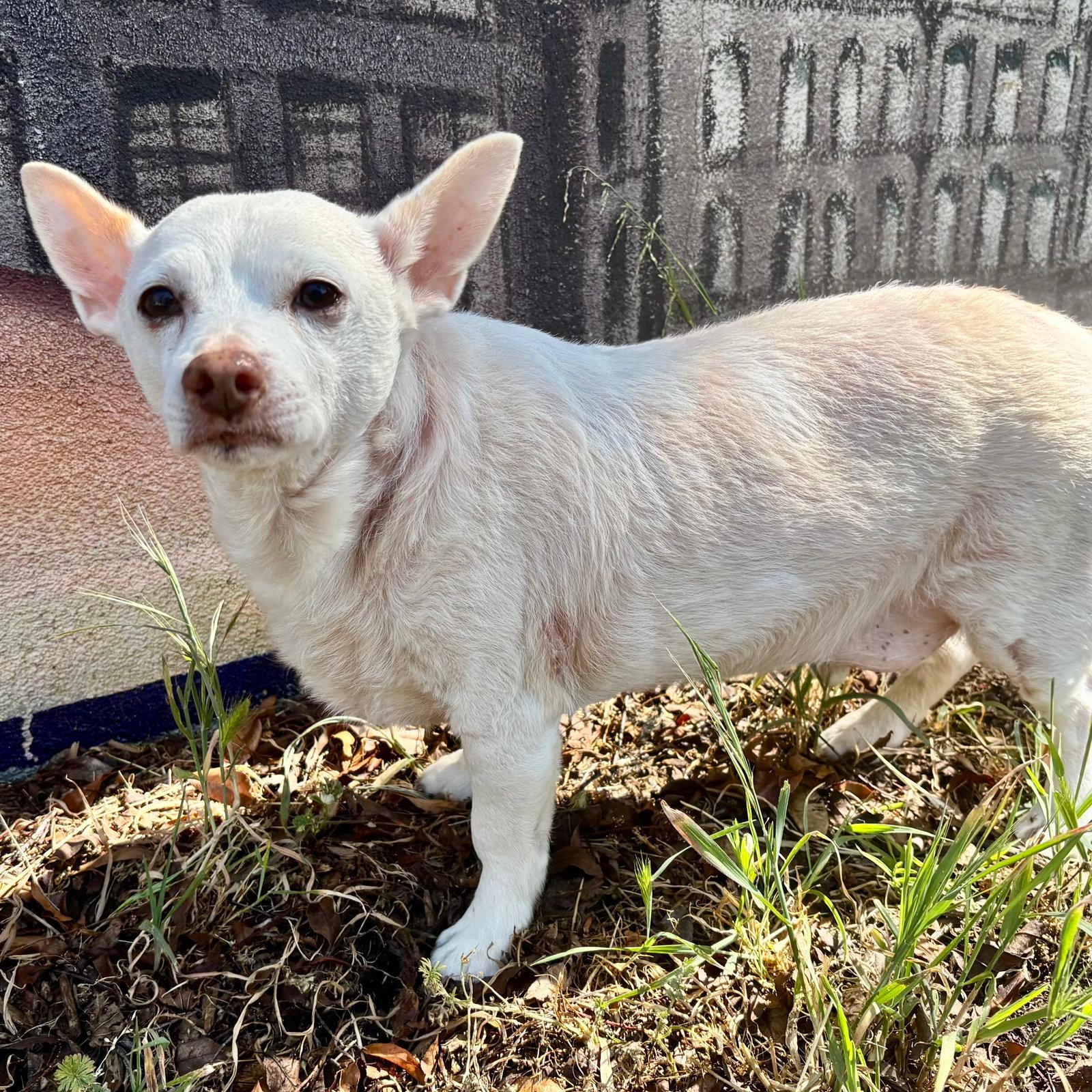 Jetson - Chihuahua