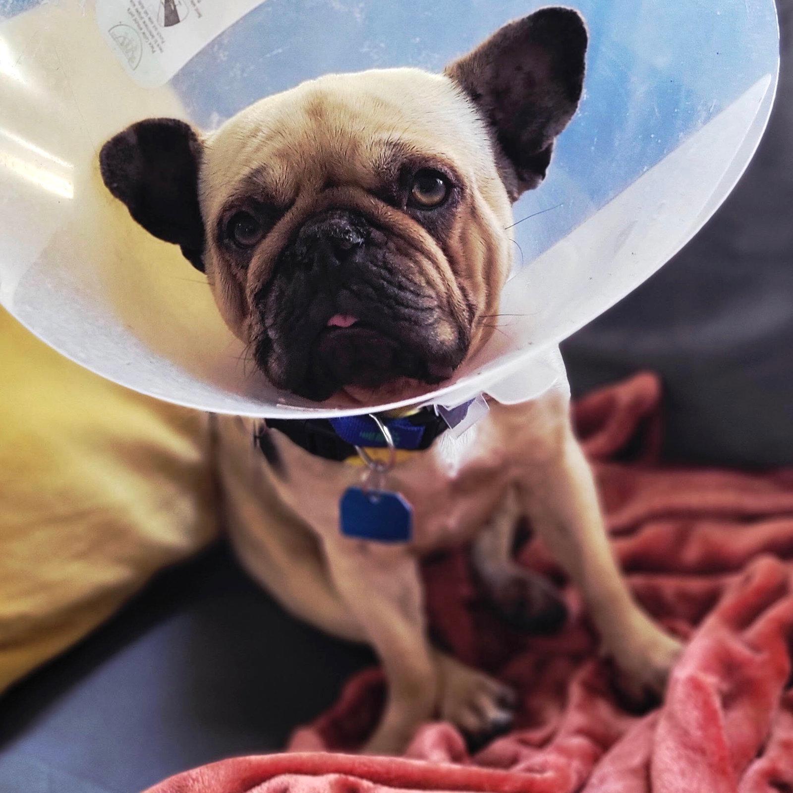 Aubrey - French Bulldog