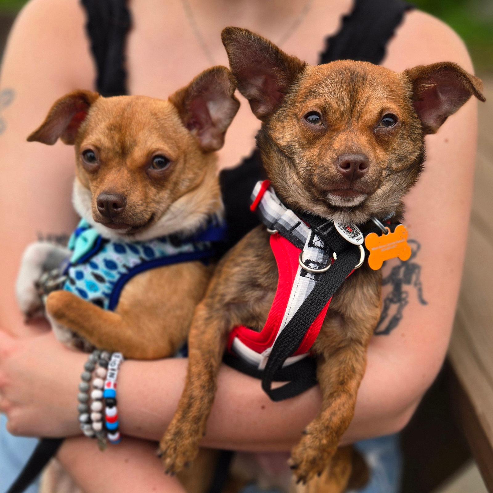 Taquito - Chihuahua