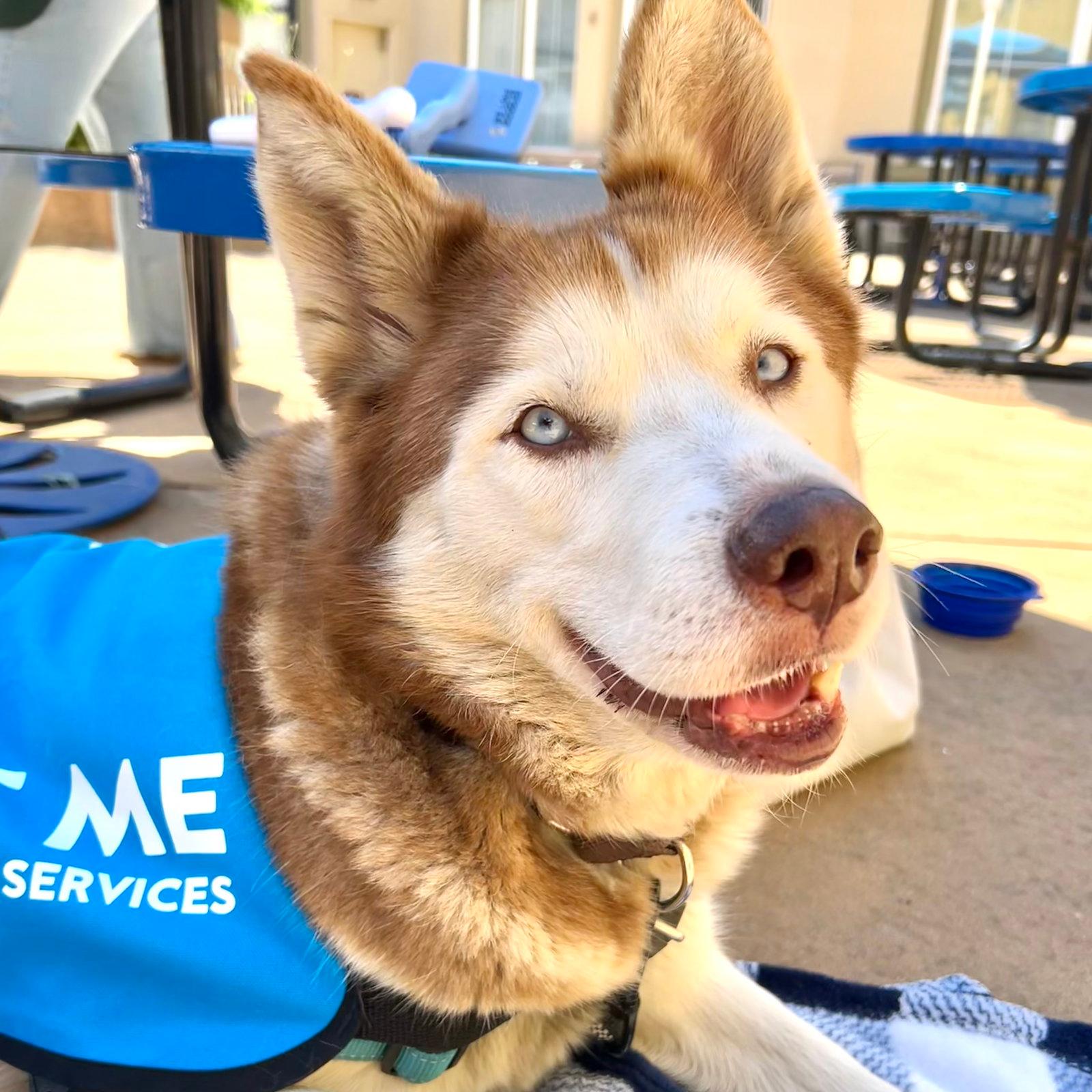 Emmy - Siberian Husky