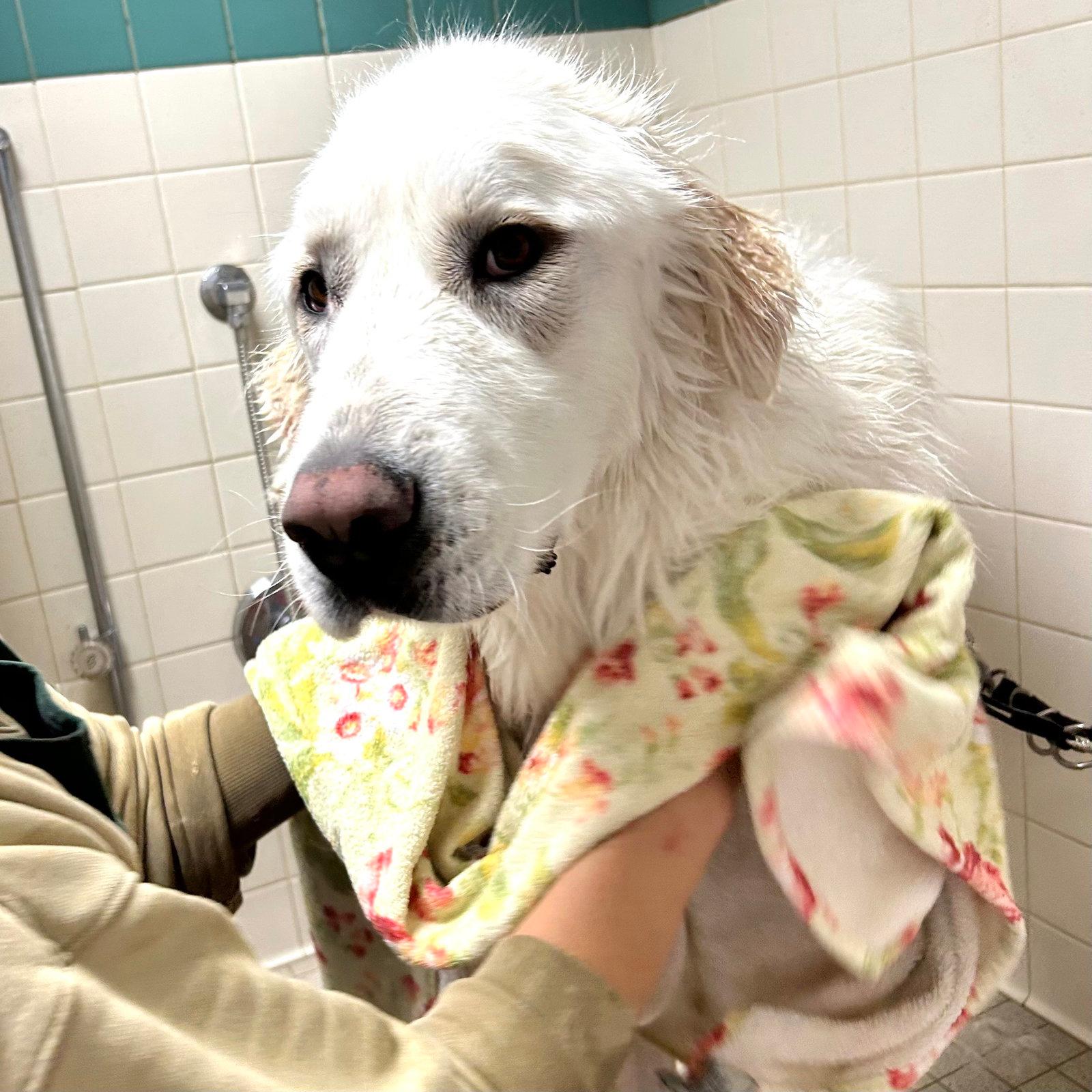 Osobuco - Great Pyrenees