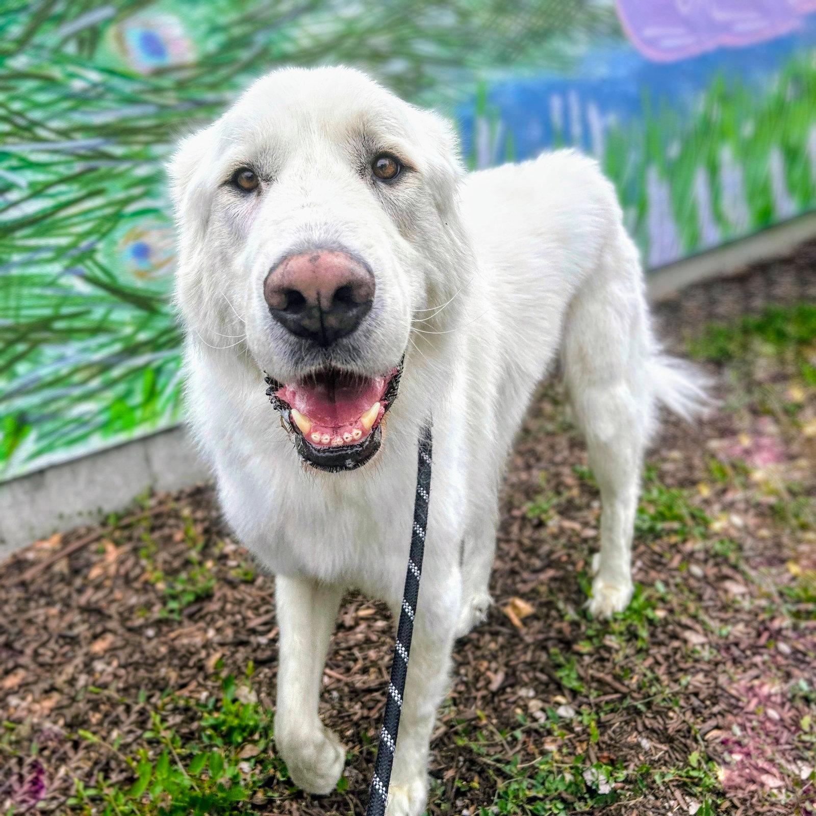 Osobuco - Great Pyrenees