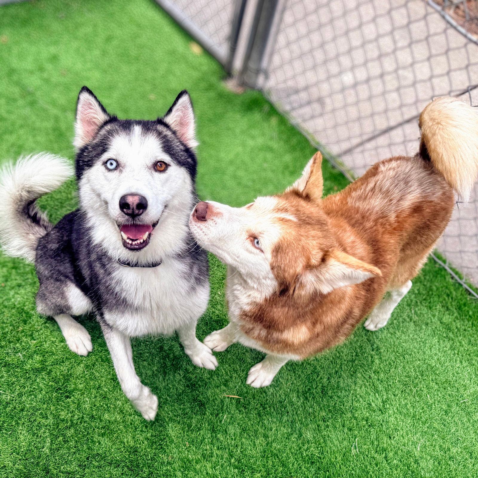 Emmy - Siberian Husky