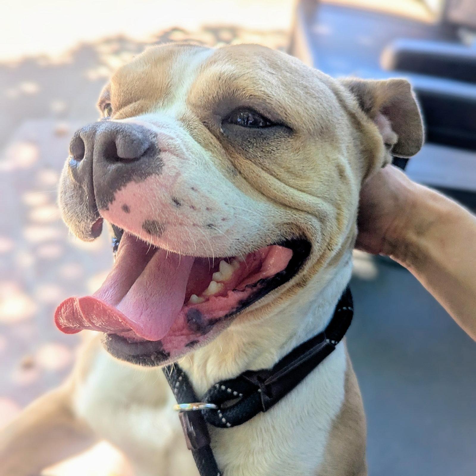Lomita - Pit Bull Terrier
