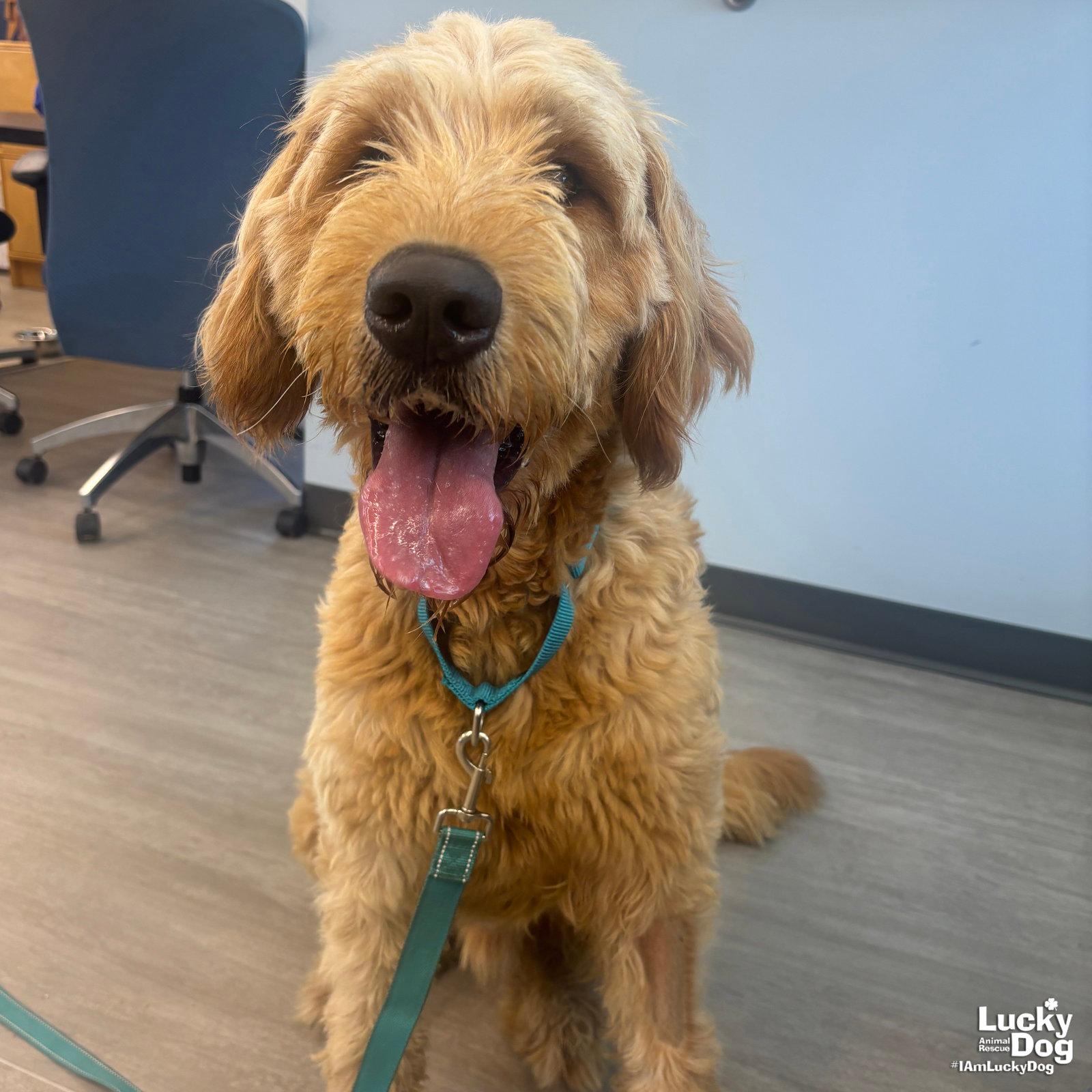 Lamb Chop - Golden Retriever