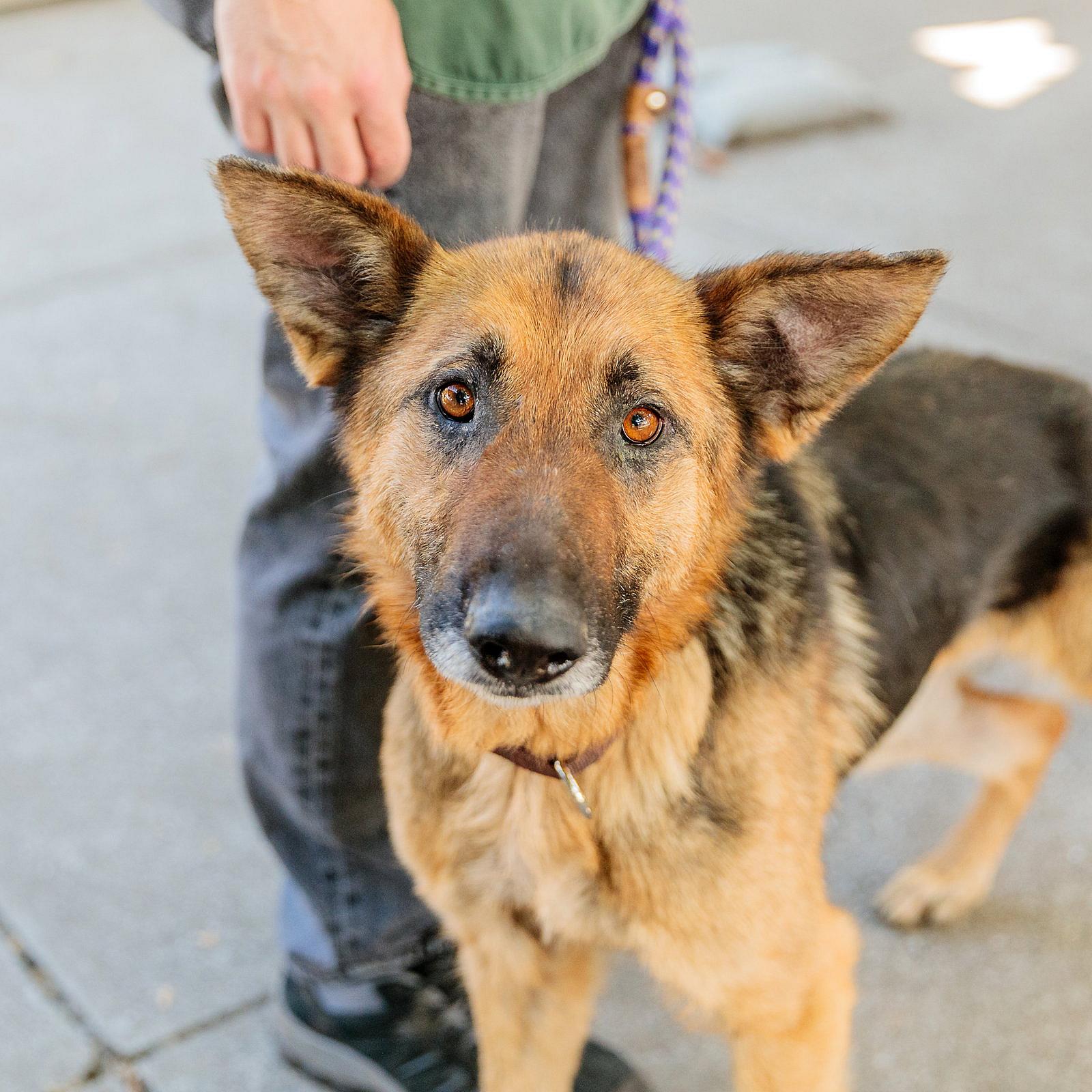 Seaside - German Shepherd Dog