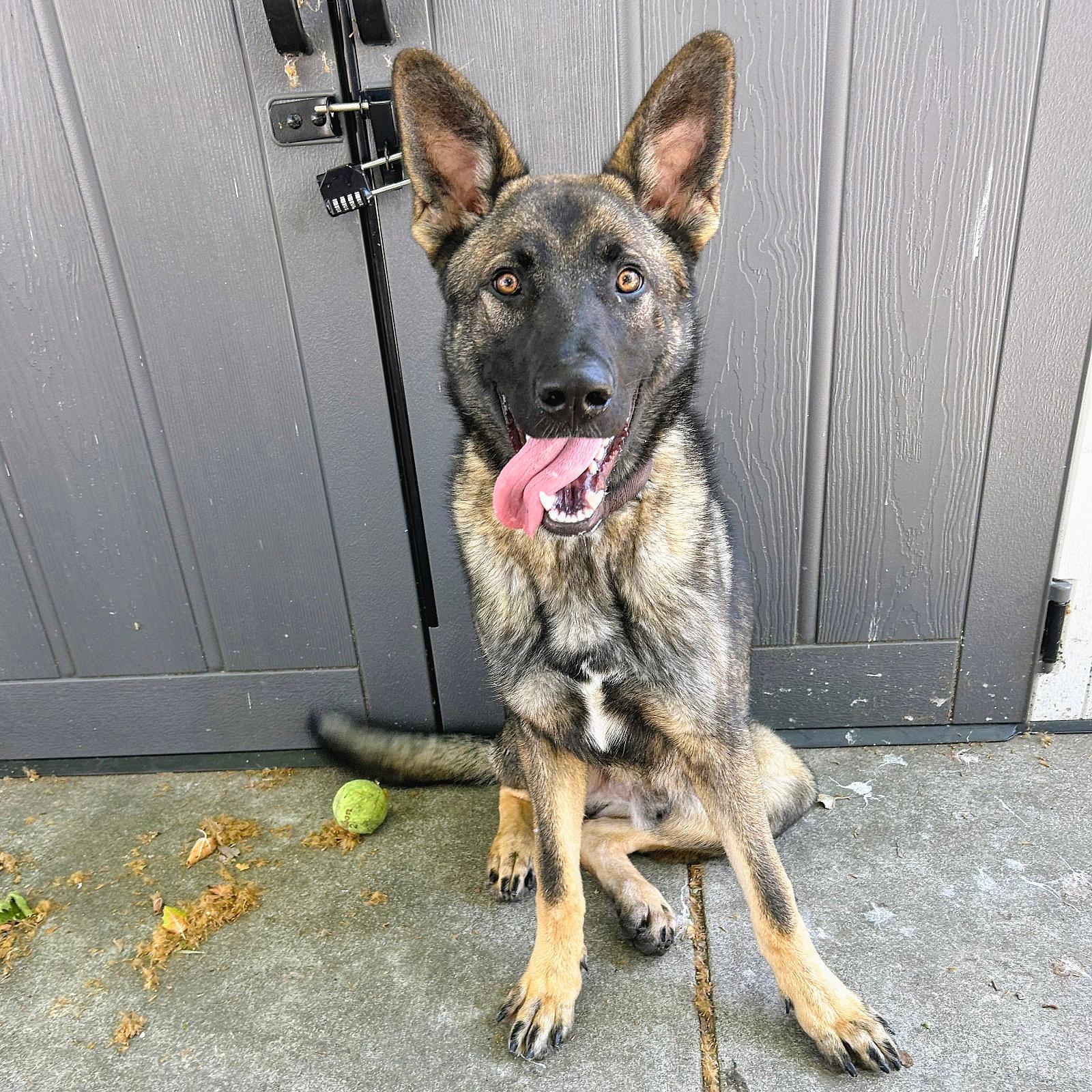 Jacob - German Shepherd Dog