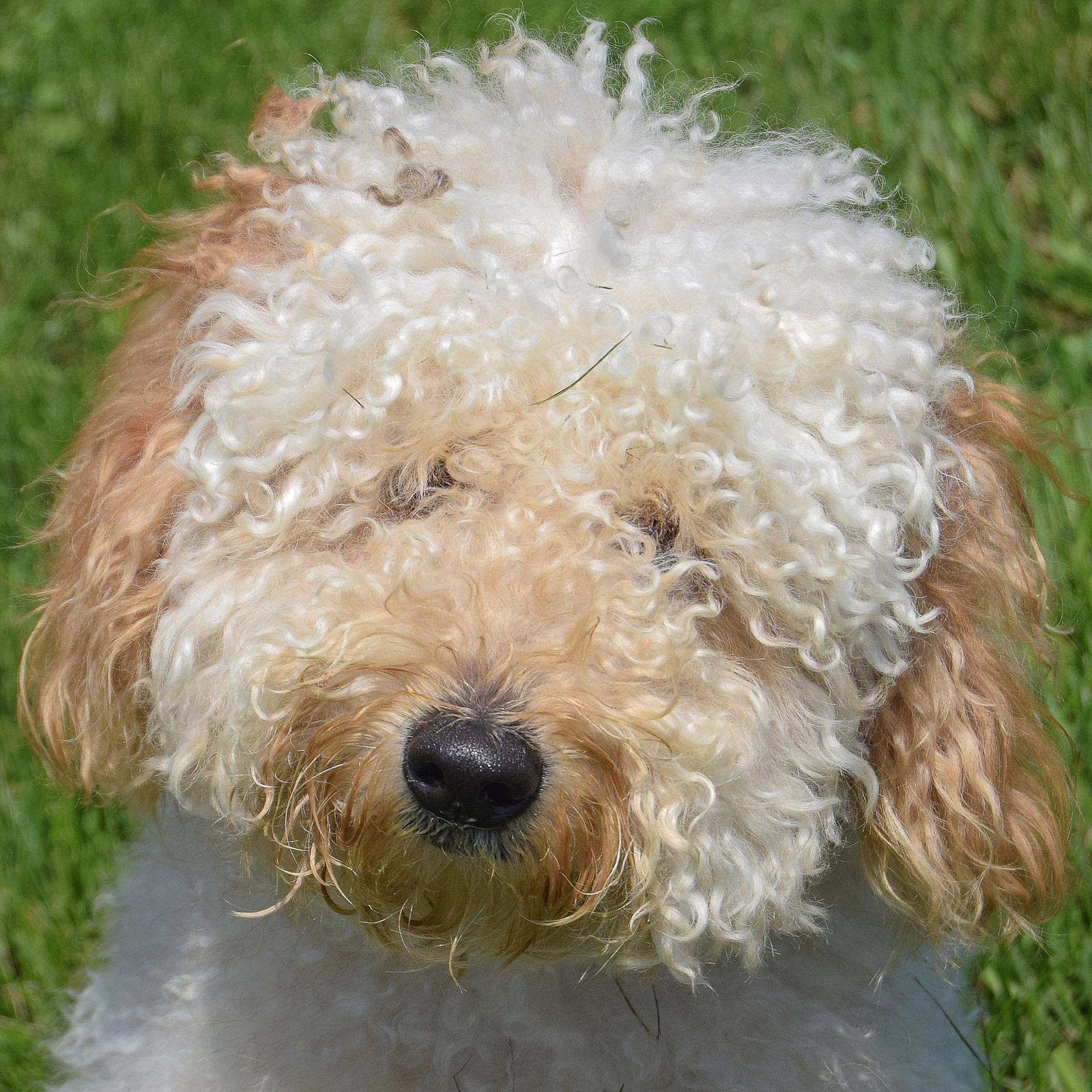 Rocco - Poodle (unknown type)