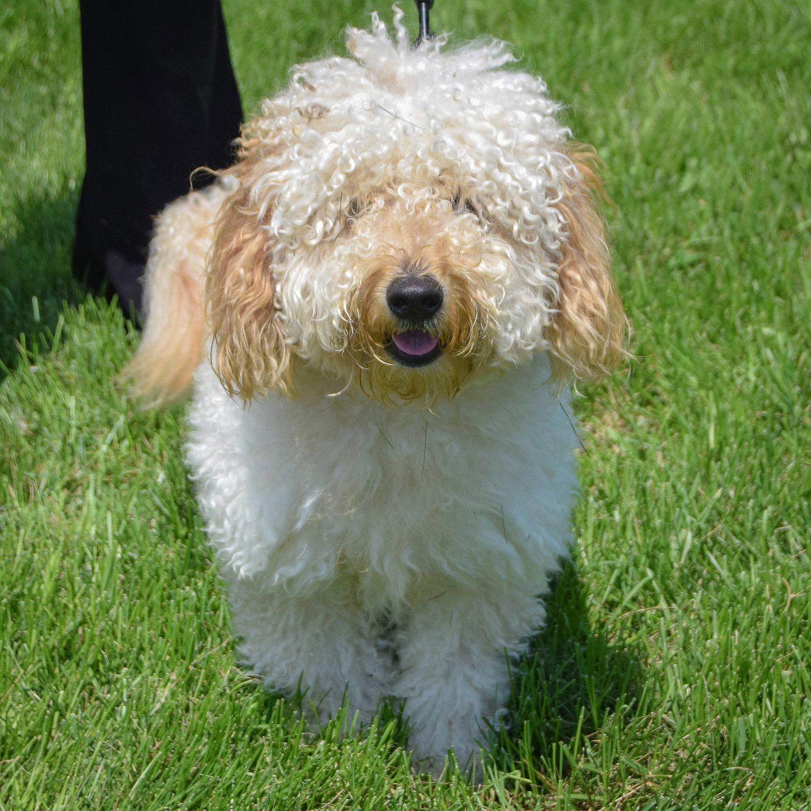 Rocco - Poodle (unknown type)
