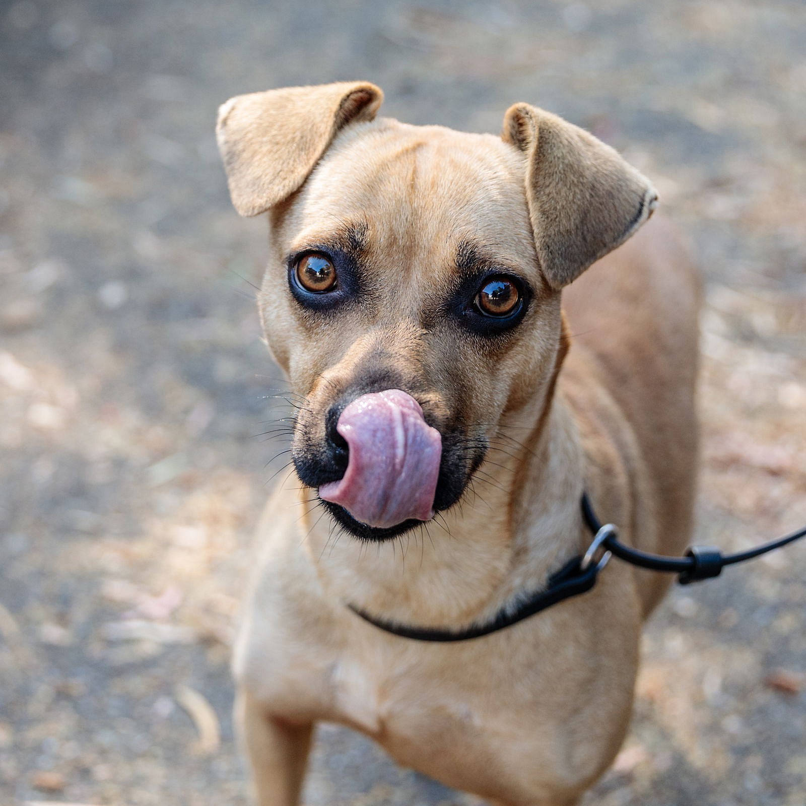 Becky (bonded w/Mila)