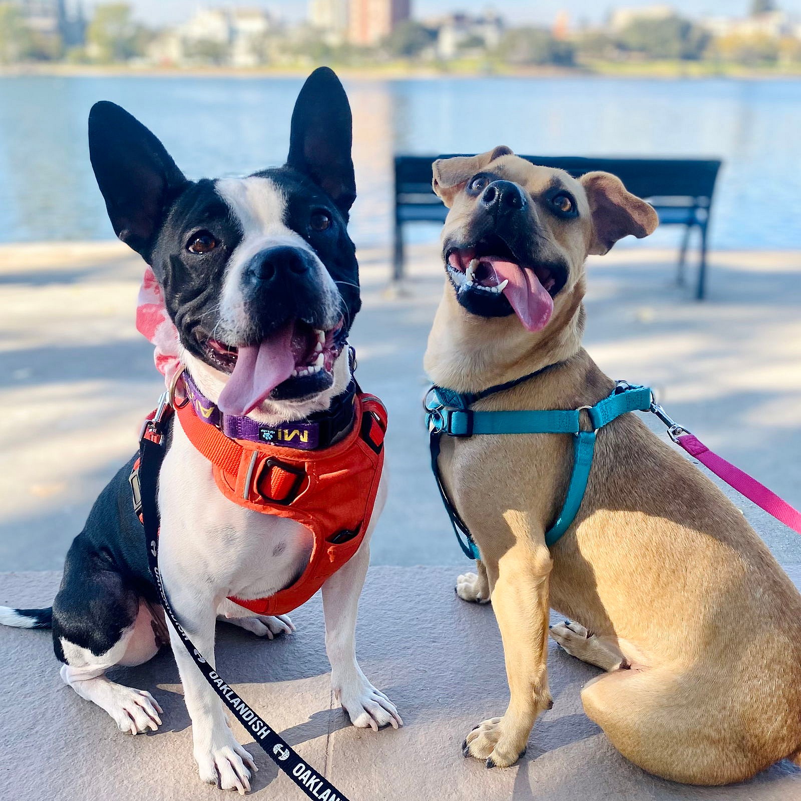 Becky (bonded w/Mila)