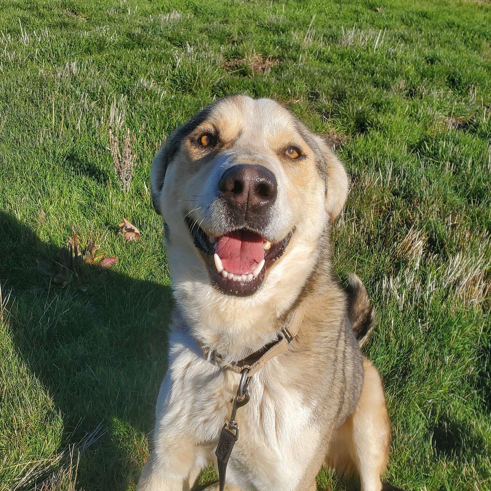 Thimble - Anatolian Shepherd