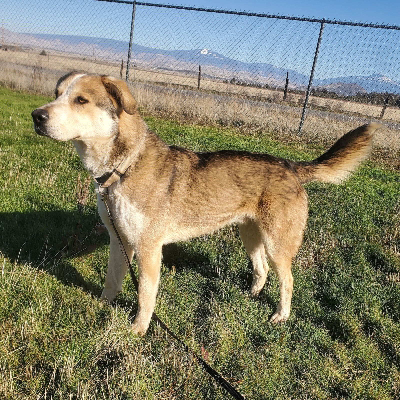 Thimble - Anatolian Shepherd