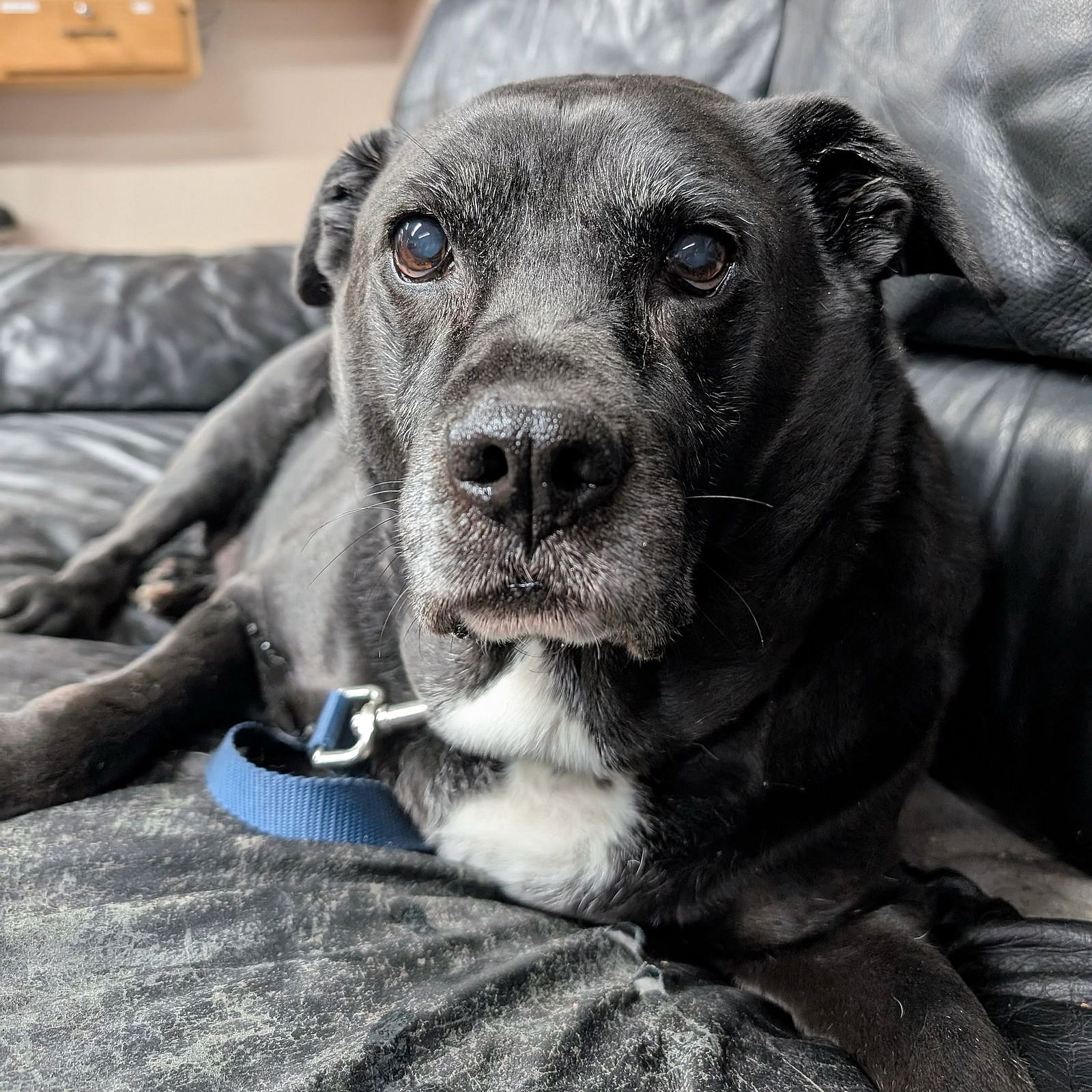 Ambrose - Labrador Retriever