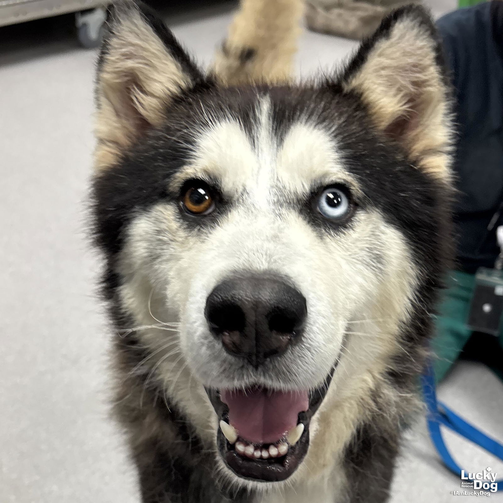 Jolly Rancher - Husky