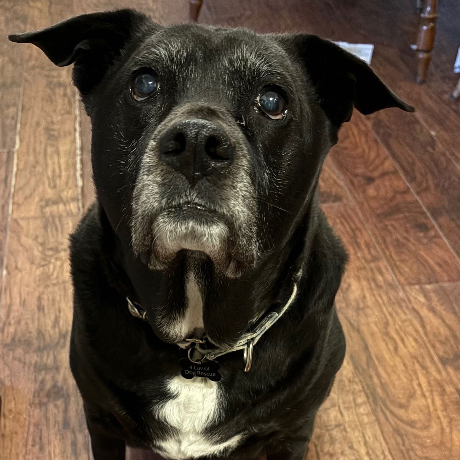 Ambrose - Labrador Retriever